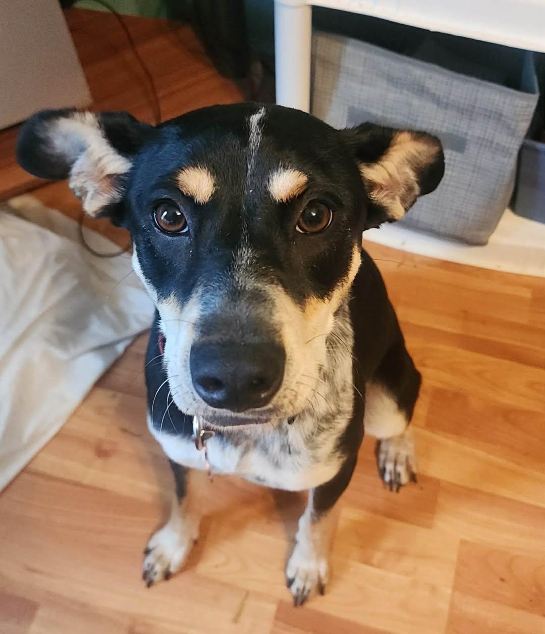 Enlarge Eden, a ADOPTABLE mixed breed in Mount Airy, NC image 1/4