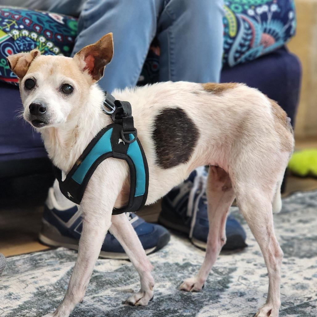 Enlarge Lilly, a Adoptable mixed breed in Toms Brook, VA image 1/1