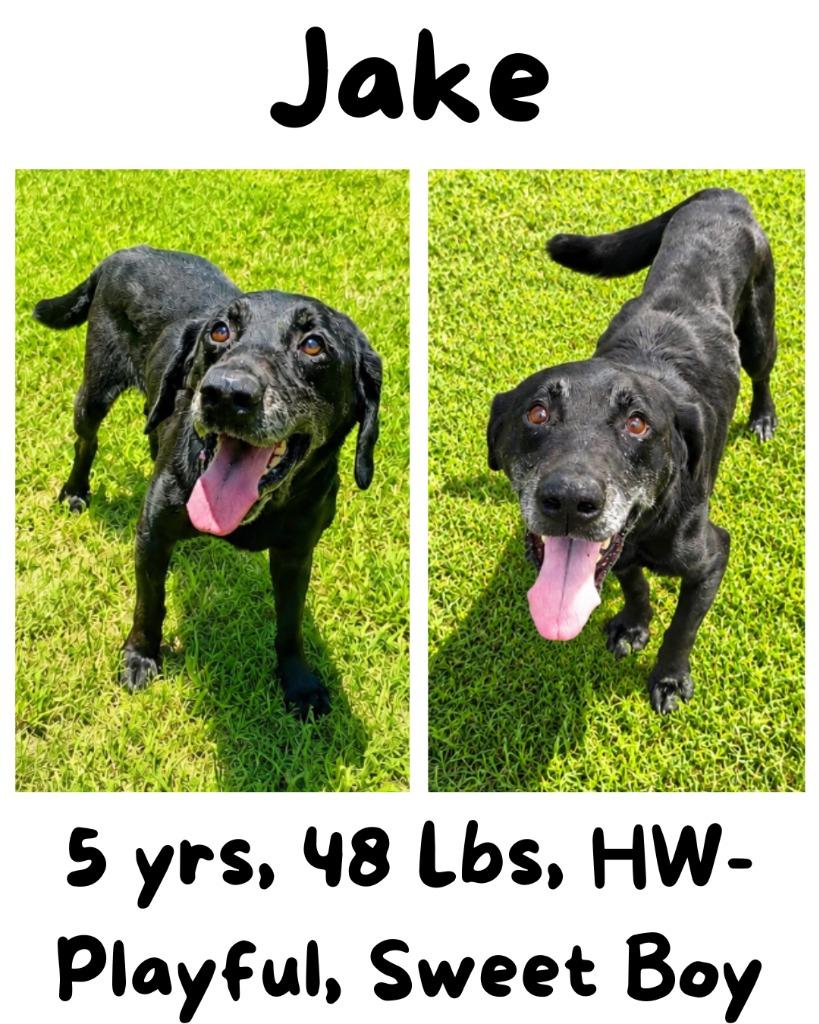 Jake (Middnite), Adoptable, Adult Male Labrador Retriever.