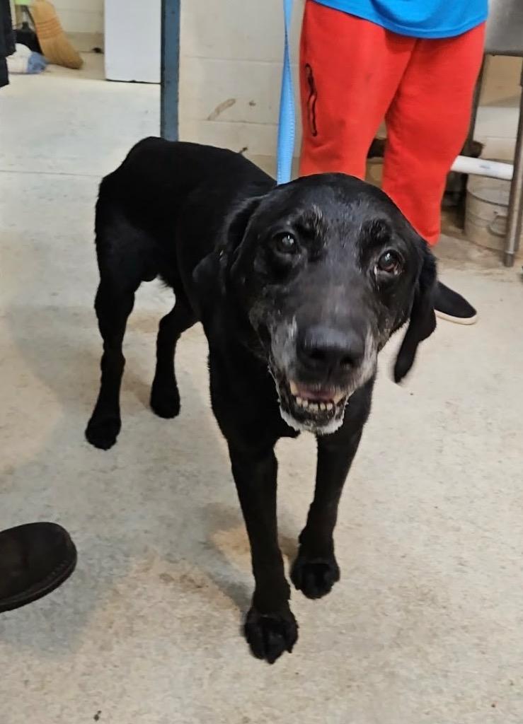 Enlarge Jake (Middnite), a Adoptable Labrador Retriever in Albany, GA image 2/6
