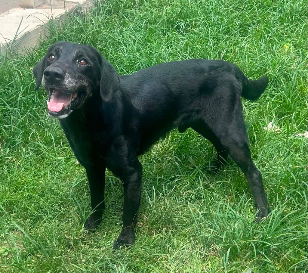 Enlarge Jake (Middnite), a Adoptable Labrador Retriever in Albany, GA image 3/6