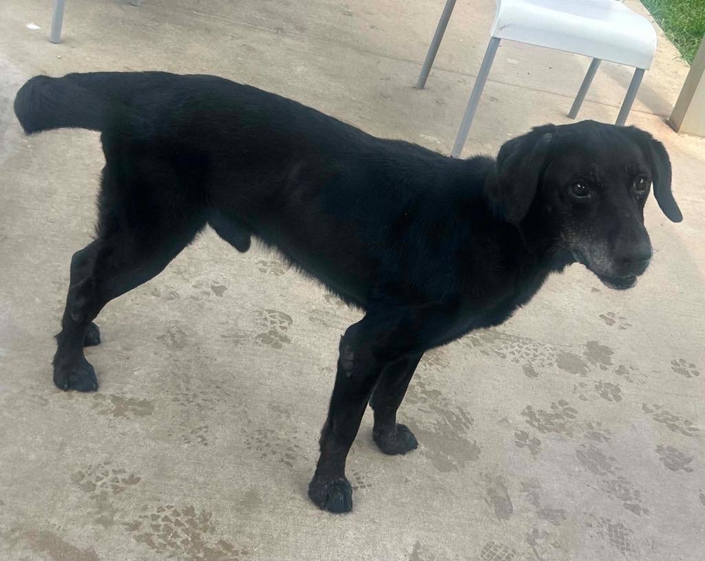 Enlarge Jake (Middnite), a Adoptable Labrador Retriever in Albany, GA image 4/6
