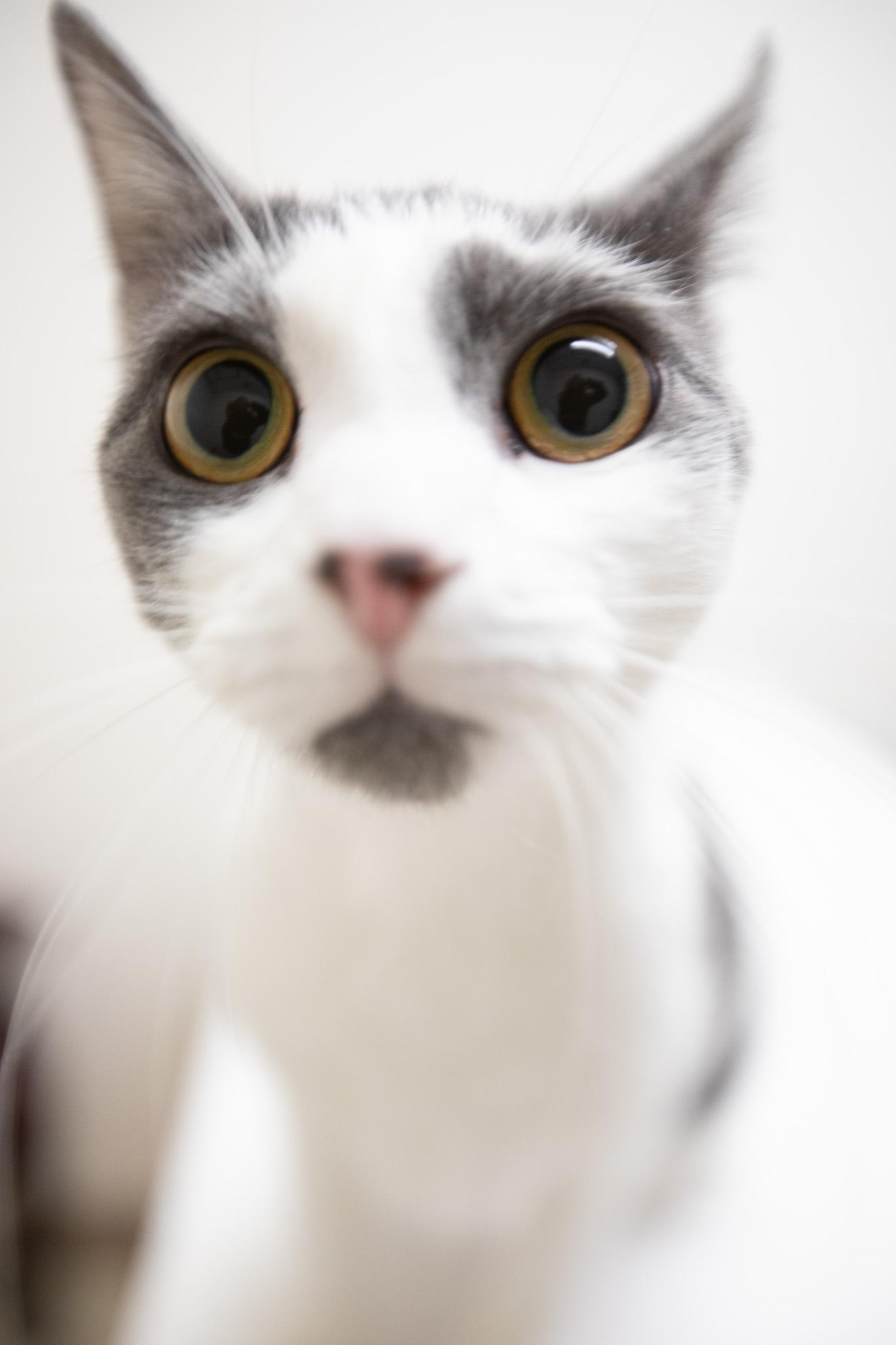 Abby, a Adoptable Domestic Short Hair in Montclair, NJ image 2/6