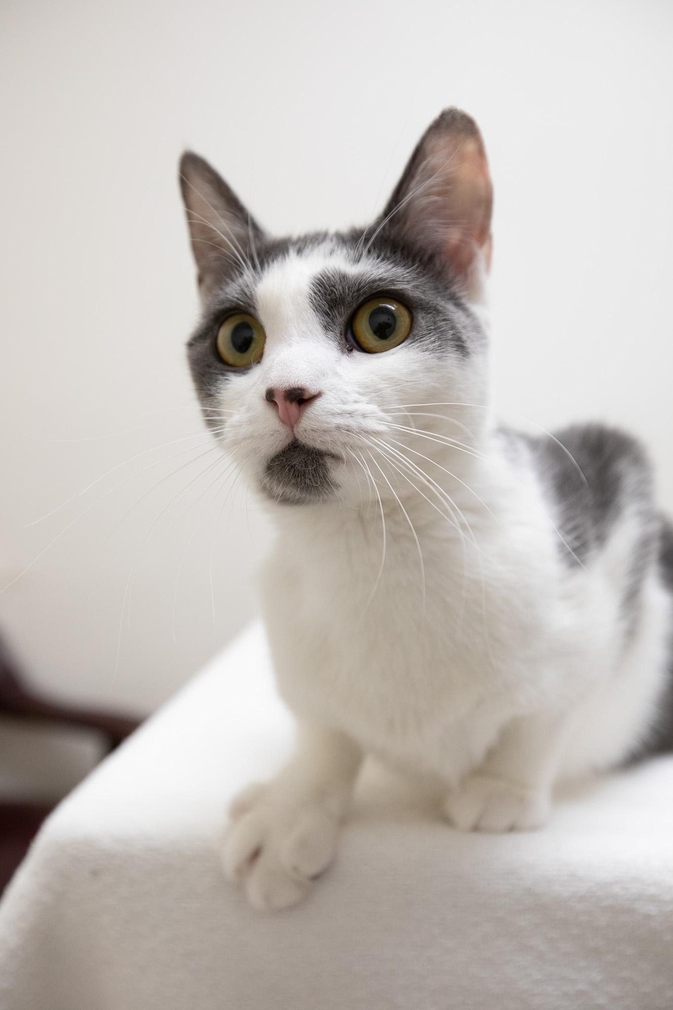 Abby, Adoptable, Young Female Domestic Short Hair.