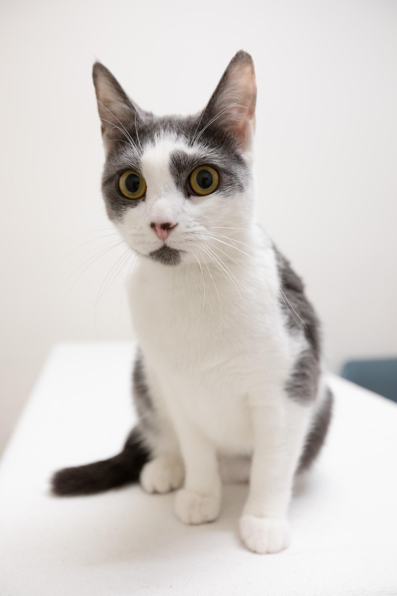 Abby, a Adoptable Domestic Short Hair in Montclair, NJ image 3/6