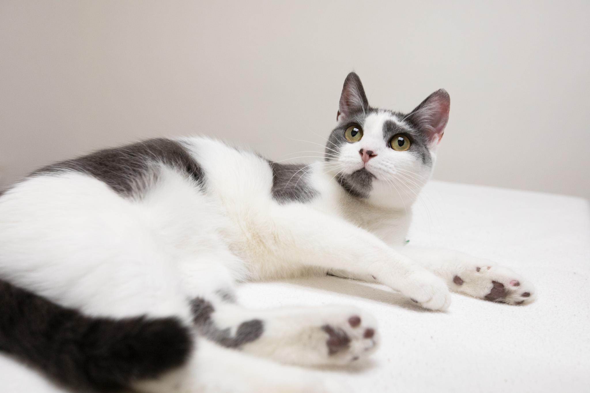 Abby, a Adoptable Domestic Short Hair in Montclair, NJ image 4/6