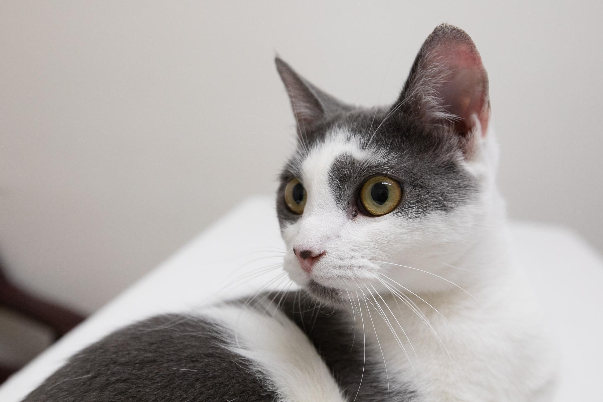 Abby, a Adoptable Domestic Short Hair in Montclair, NJ image 5/6