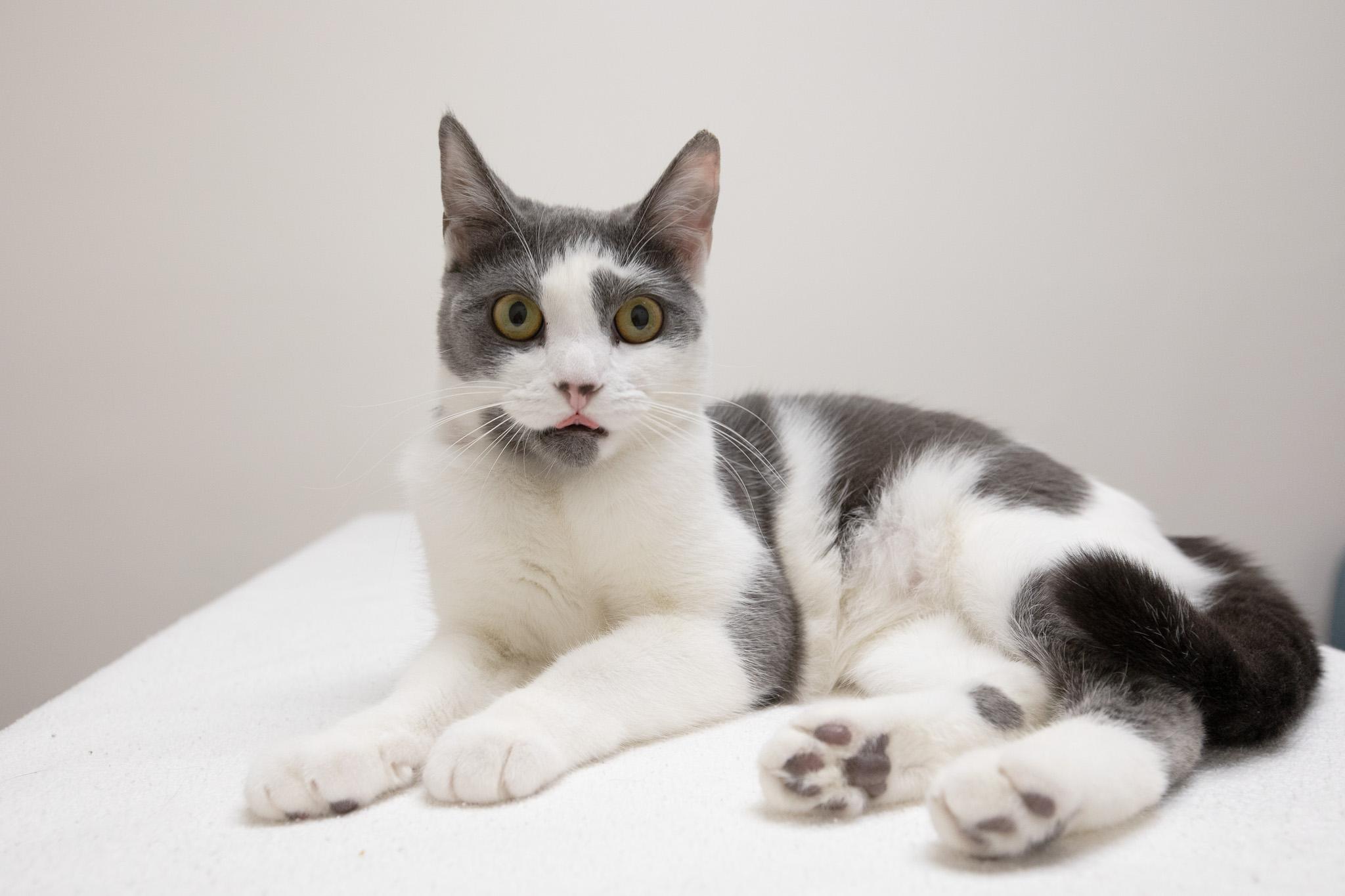 Abby, a Adoptable Domestic Short Hair in Montclair, NJ image 6/6