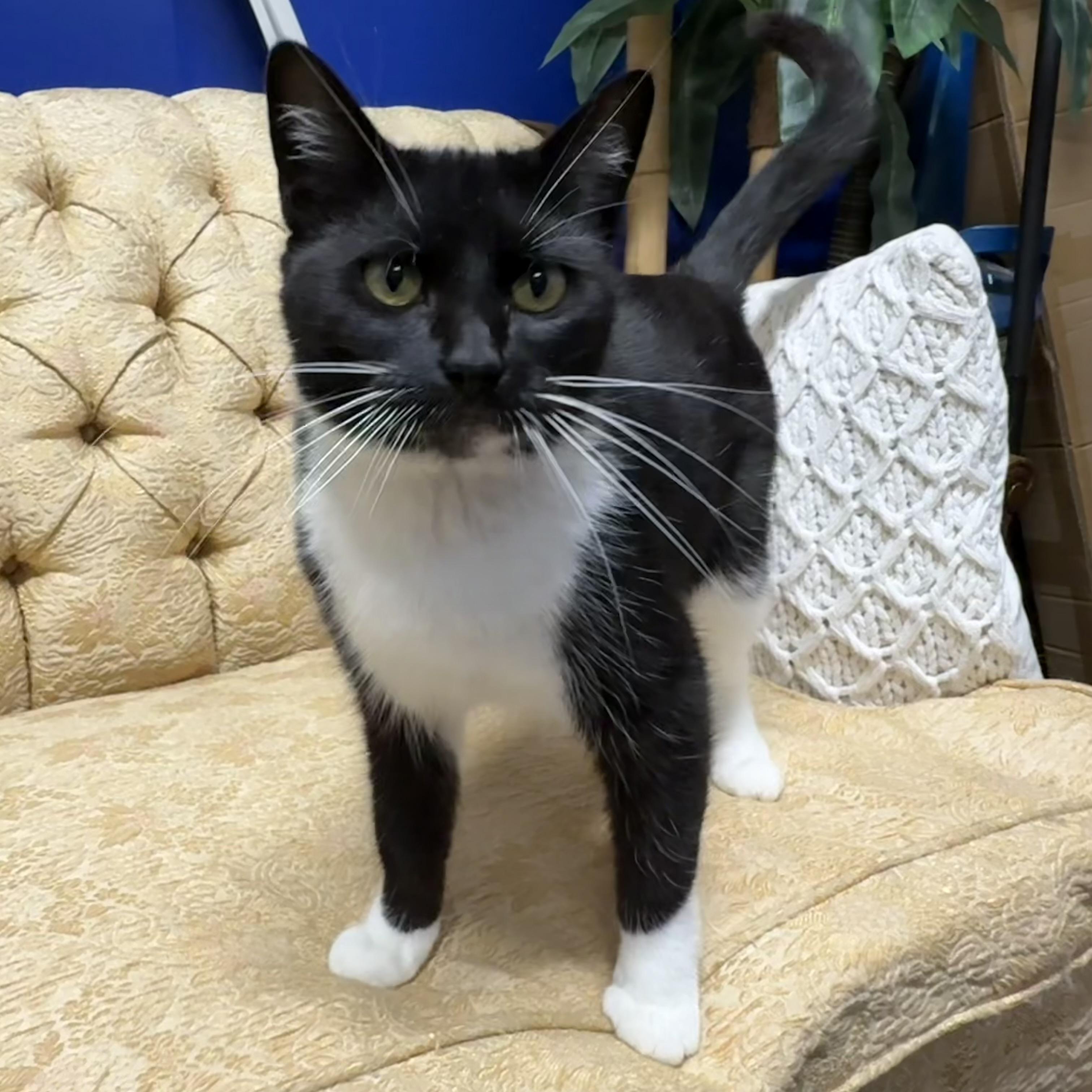 Enlarge Ashley, a ADOPTABLE Domestic Short Hair in Syracuse, NY image 4/4