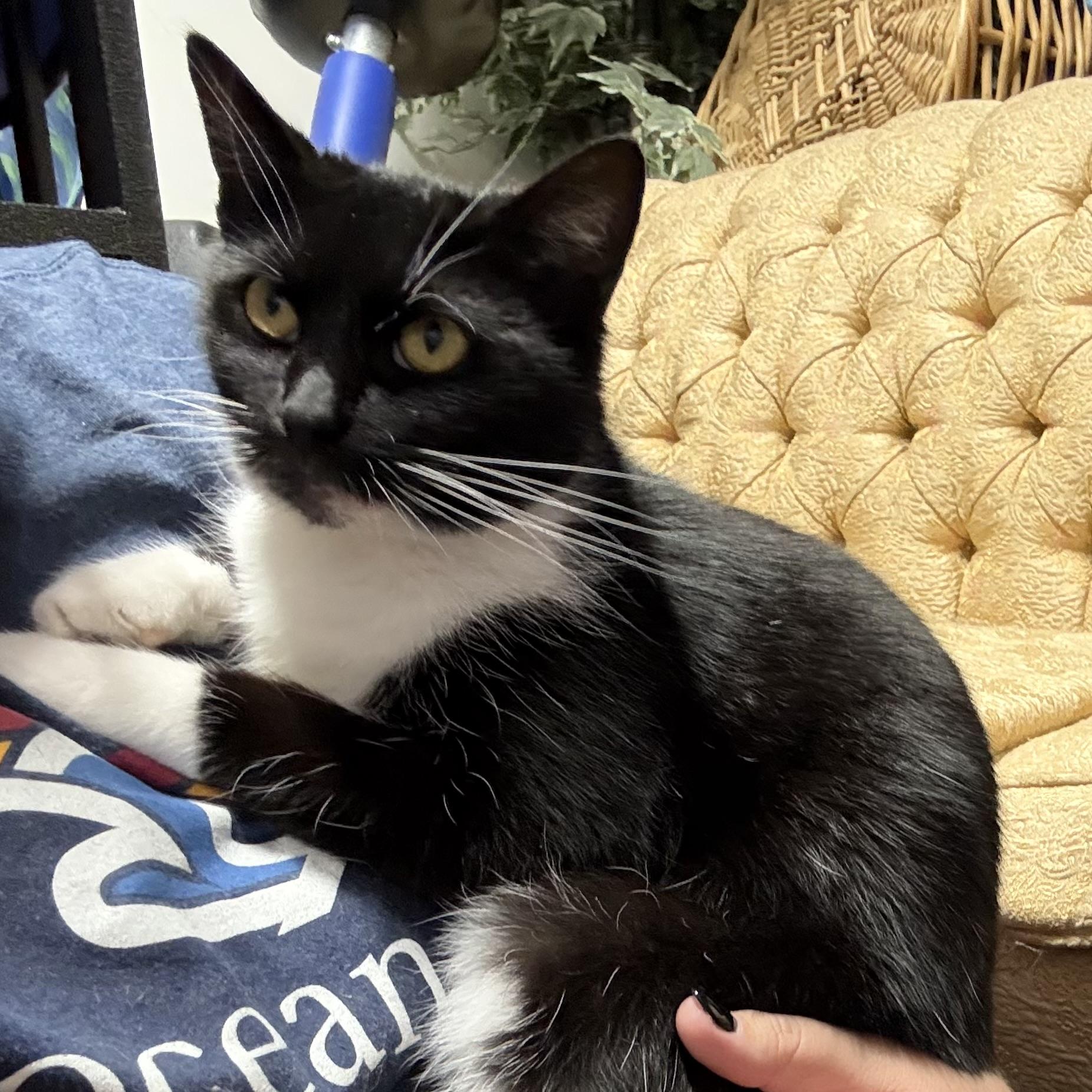 Enlarge Ashley, a ADOPTABLE Domestic Short Hair in Syracuse, NY image 2/4