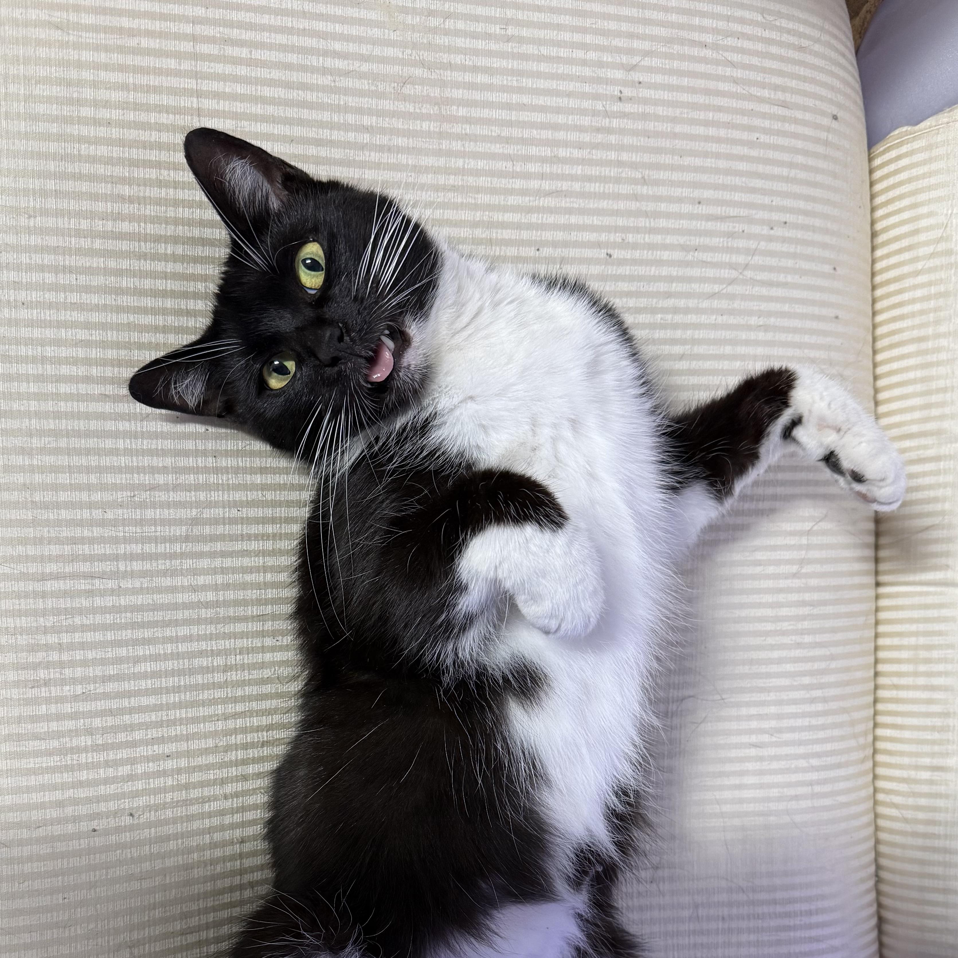 Ashley, ADOPTABLE, Young Female Domestic Short Hair.