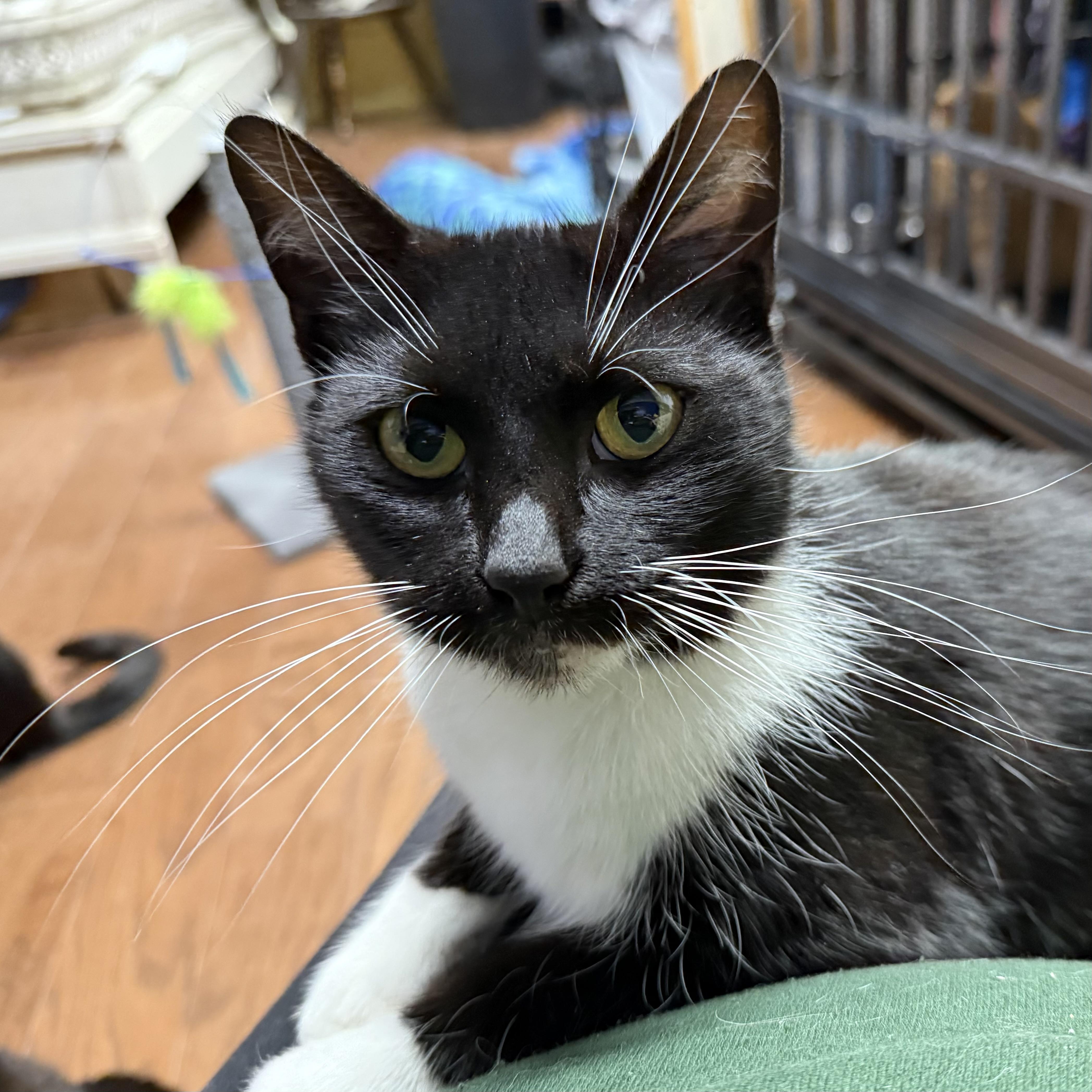 Enlarge Ashley, a ADOPTABLE Domestic Short Hair in Syracuse, NY image 3/4