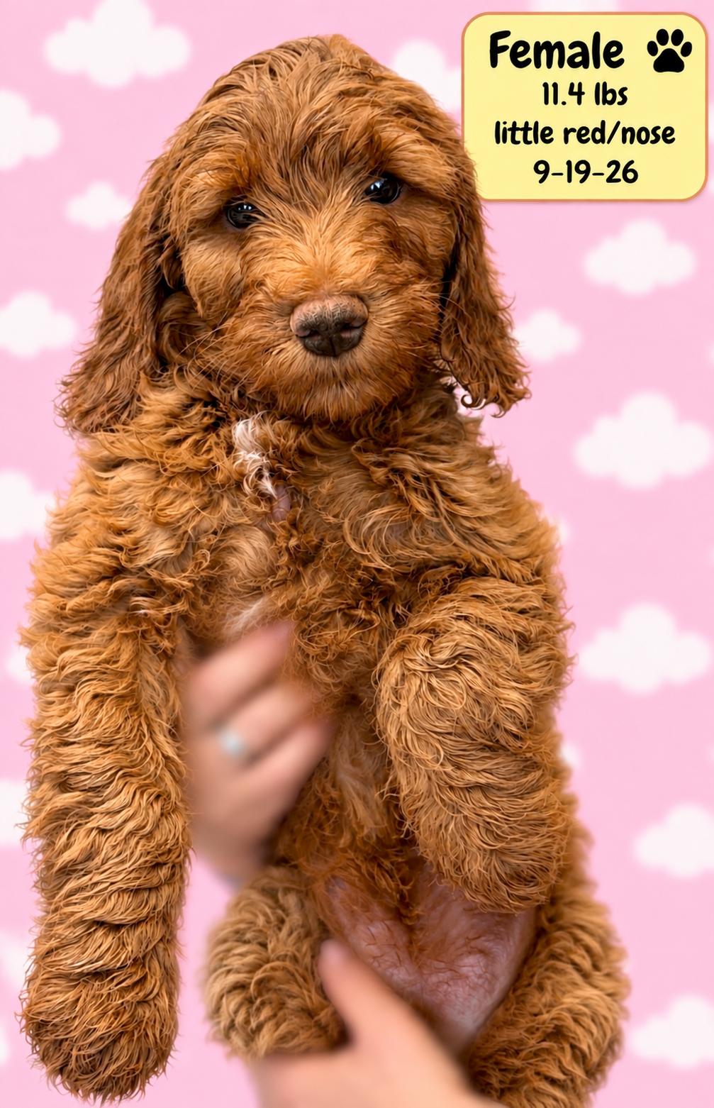 Enlarge Berkley, a Adoptable Labradoodle in El Segundo, CA image 3/6