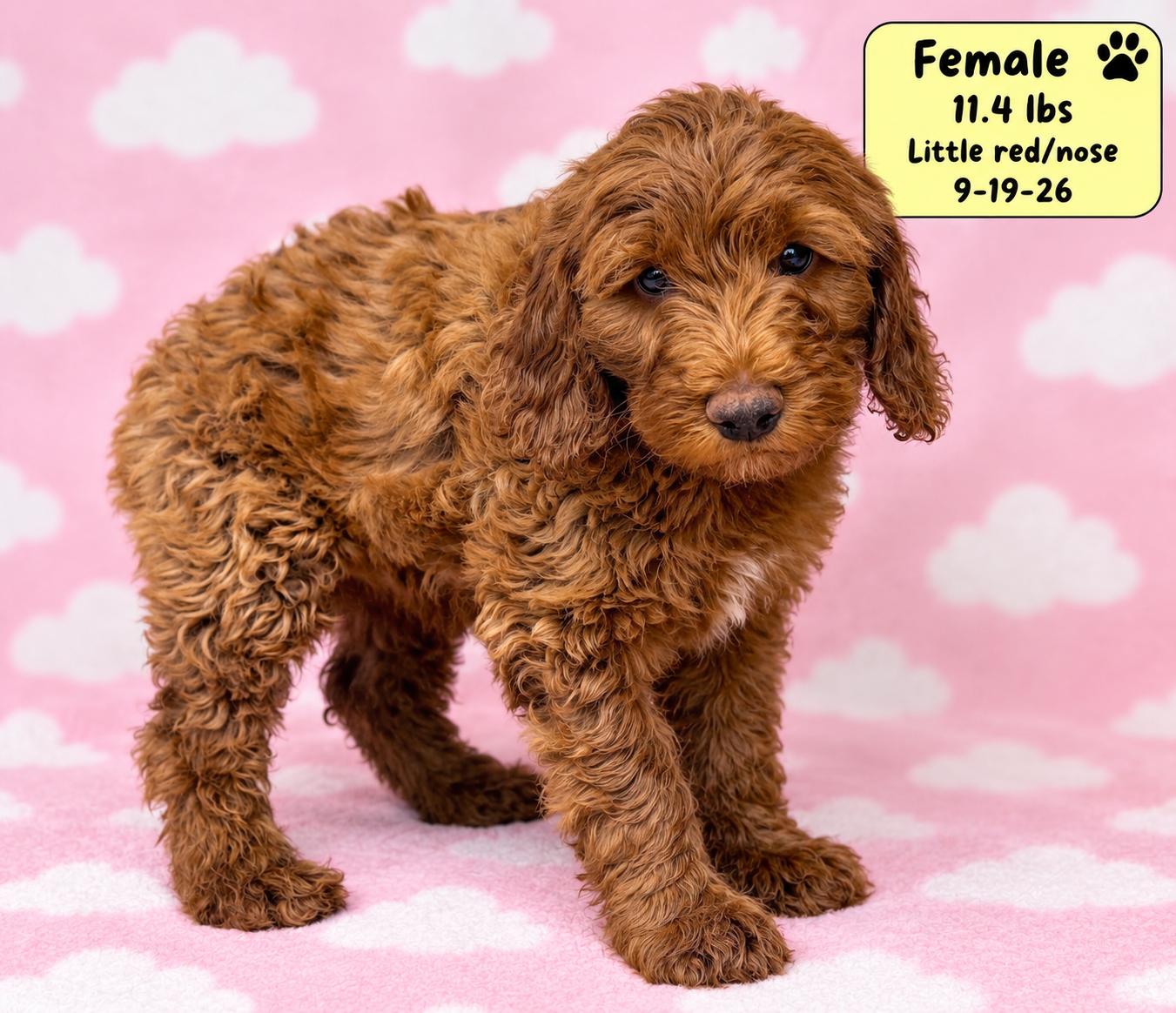Enlarge Berkley, a Adoptable Labradoodle in El Segundo, CA image 2/6