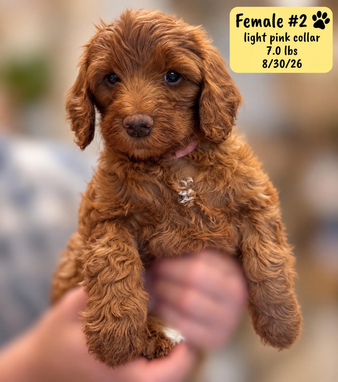 Enlarge Berkley, a Adoptable Labradoodle in El Segundo, CA image 4/6