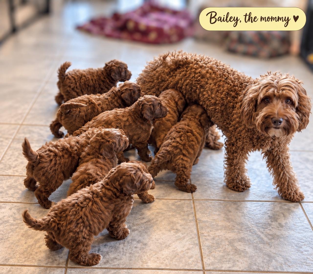Enlarge Berkley, a Adoptable Labradoodle in El Segundo, CA image 6/6