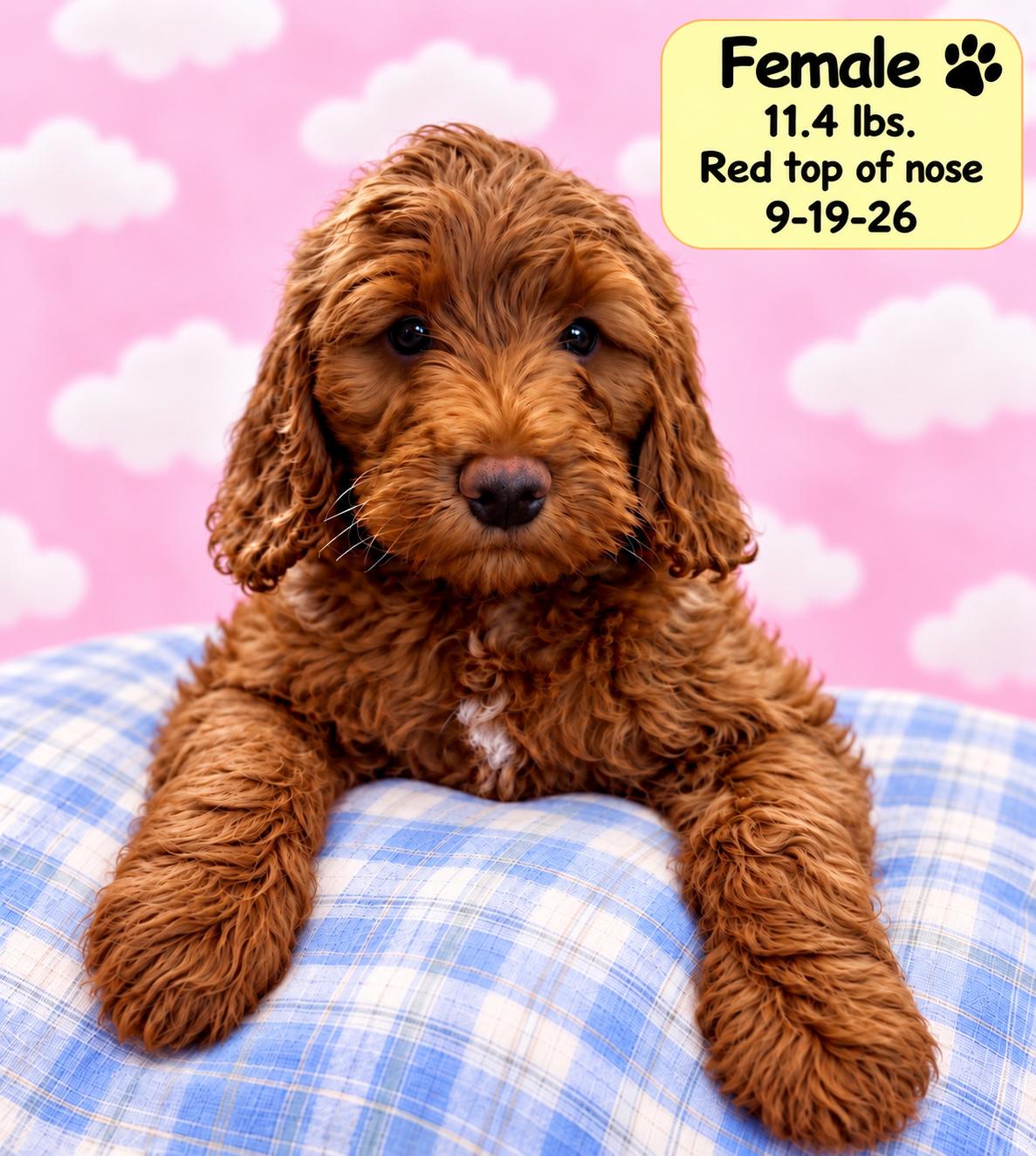 Berkley, Adoptable, Puppy Female Labradoodle.