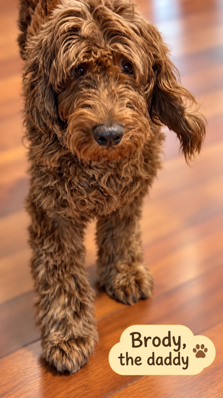 Enlarge Berkley, a Adoptable Labradoodle in El Segundo, CA image 5/6