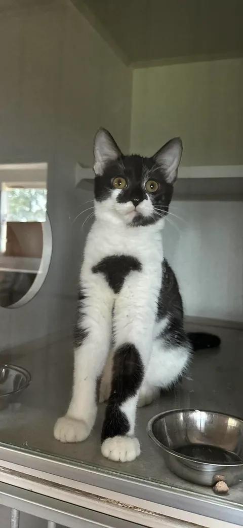 Enlarge Bridgette, a ADOPTABLE American Shorthair in Morocco, IN image 1/1