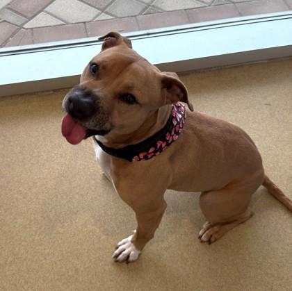 Harley, a Adoptable mixed breed in North Richland Hills, TX image 1/3