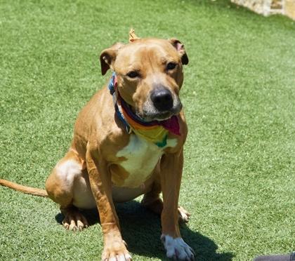 Enlarge Harley, a Adoptable mixed breed in North Richland Hills, TX image 1/3