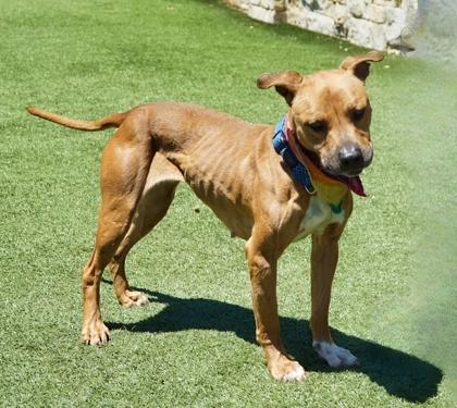 Enlarge Harley, a Adoptable mixed breed in North Richland Hills, TX image 2/3