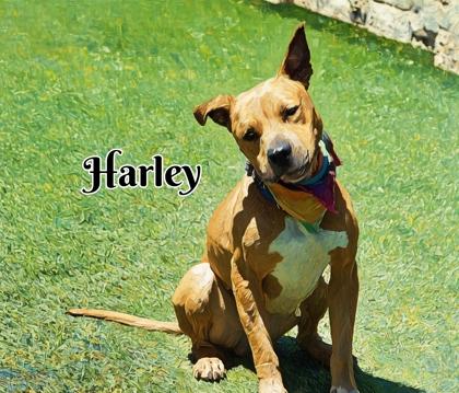 Enlarge Harley, a Adoptable mixed breed in North Richland Hills, TX image 3/3