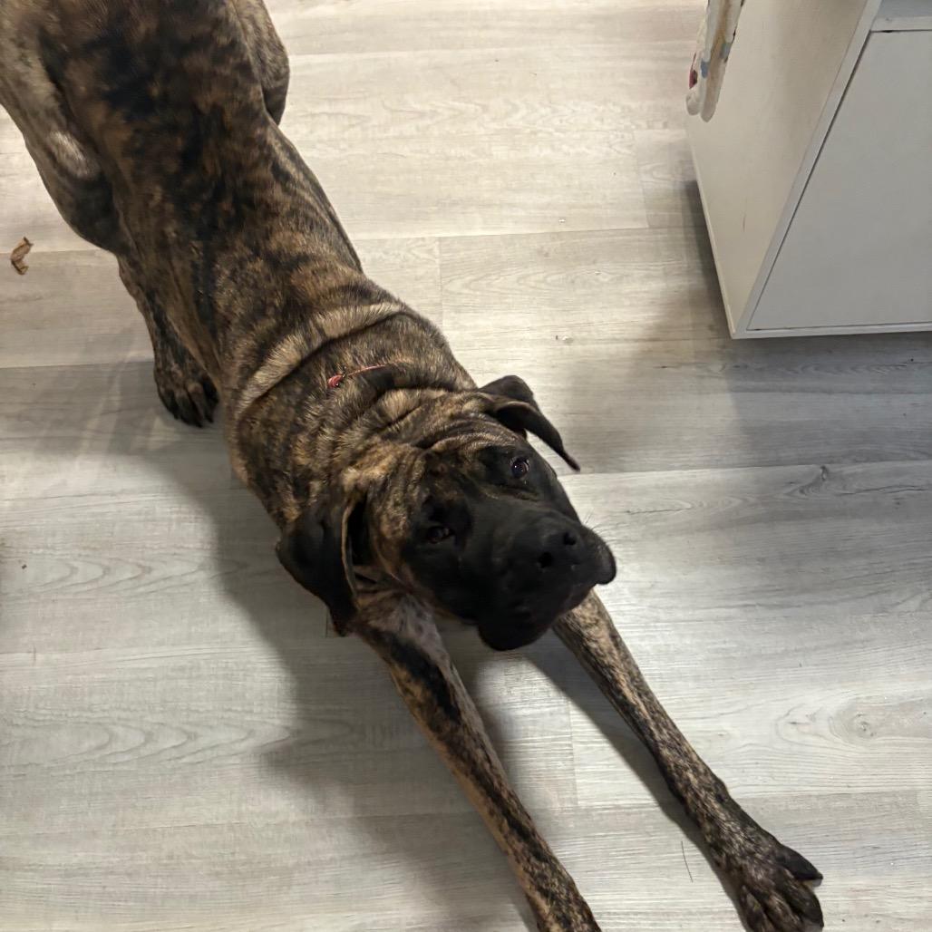 Enlarge Nikki, a Adoptable Mastiff in manchester, PA image 1/4