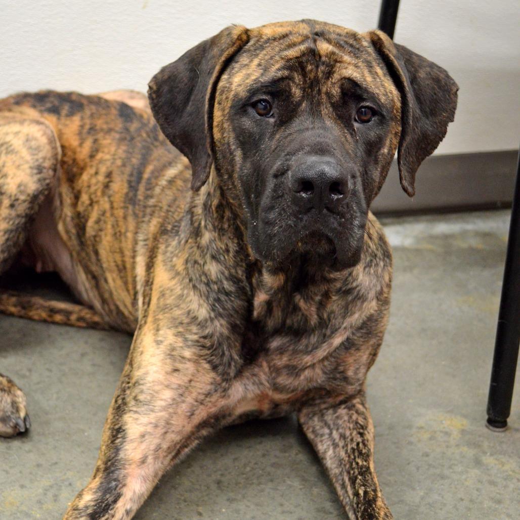 Enlarge Nikki, a Adoptable Mastiff in manchester, PA image 2/4