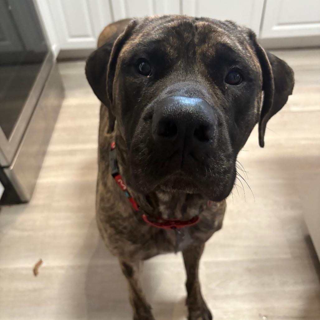 Enlarge Nikki, a Adoptable Mastiff in manchester, PA image 3/4