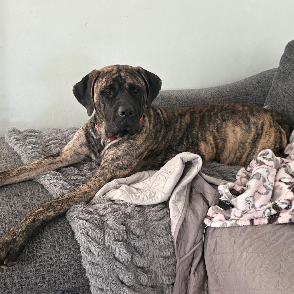 Enlarge Nikki, a Adoptable Mastiff in manchester, PA image 4/4