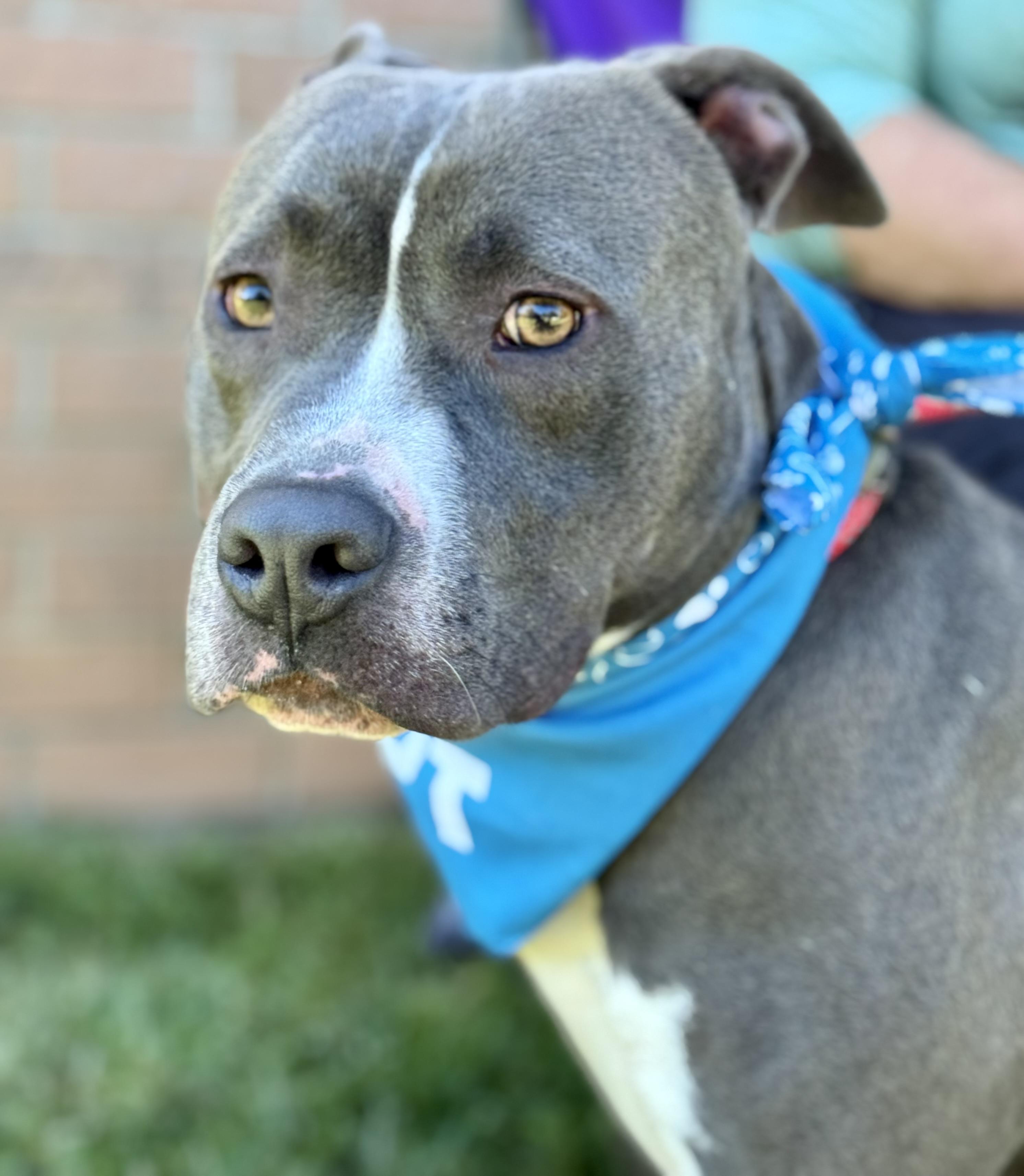 Enlarge PICKLES...HANDSOME AND SWEET, a Adoptable mixed breed in Cantonment, FL image 5/6