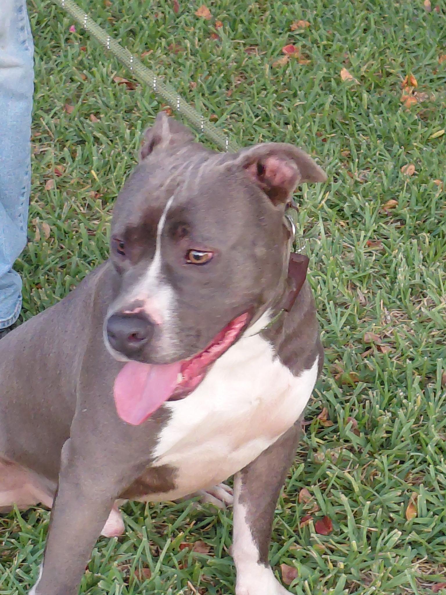 Enlarge PICKLES...HANDSOME AND SWEET, a Adoptable mixed breed in Cantonment, FL image 4/6