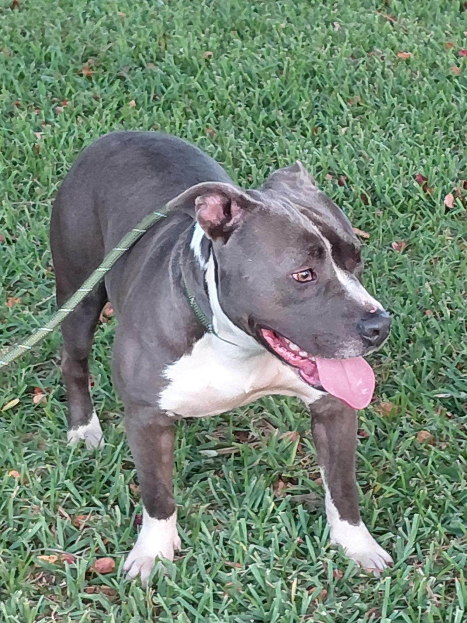 Enlarge PICKLES...HANDSOME AND SWEET, a Adoptable mixed breed in Cantonment, FL image 3/6
