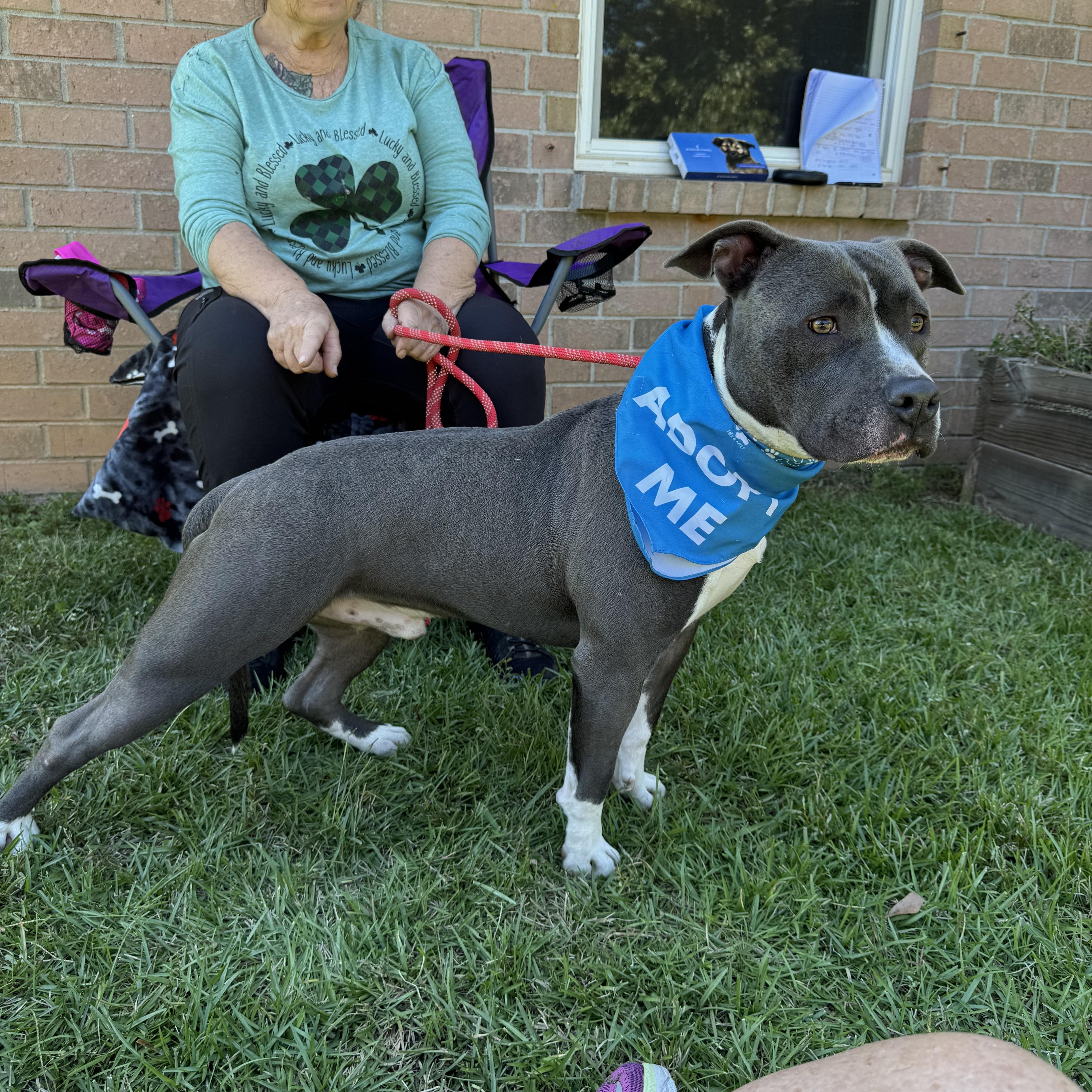 Enlarge PICKLES...HANDSOME AND SWEET, a Adoptable mixed breed in Cantonment, FL image 2/6