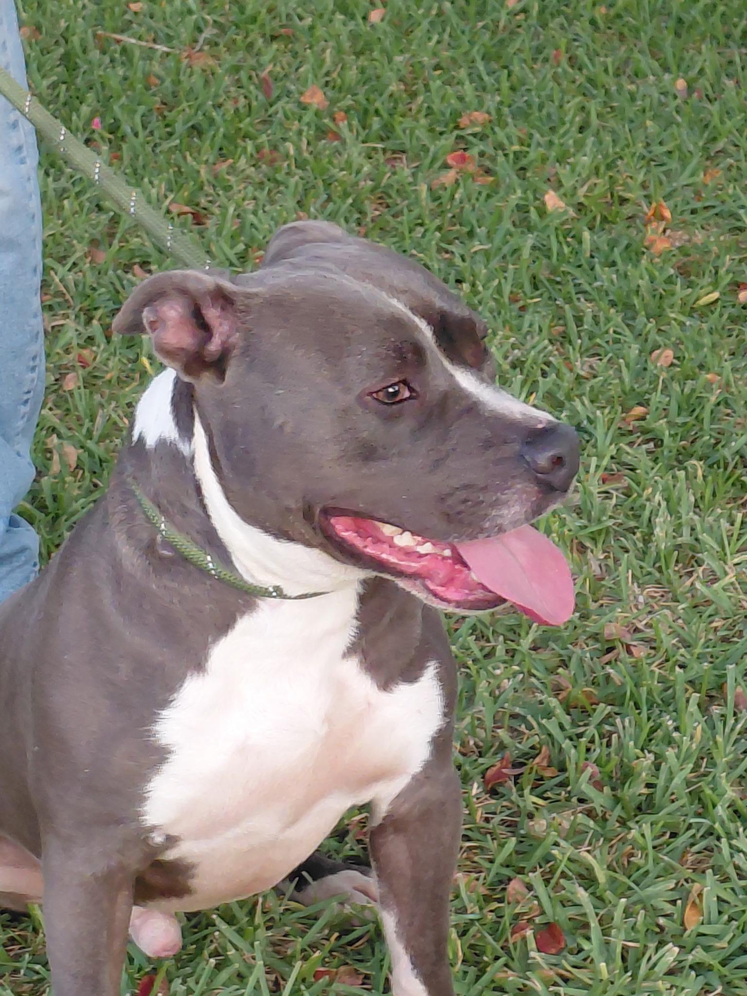 Enlarge PICKLES...HANDSOME AND SWEET, a Adoptable mixed breed in Cantonment, FL image 1/6