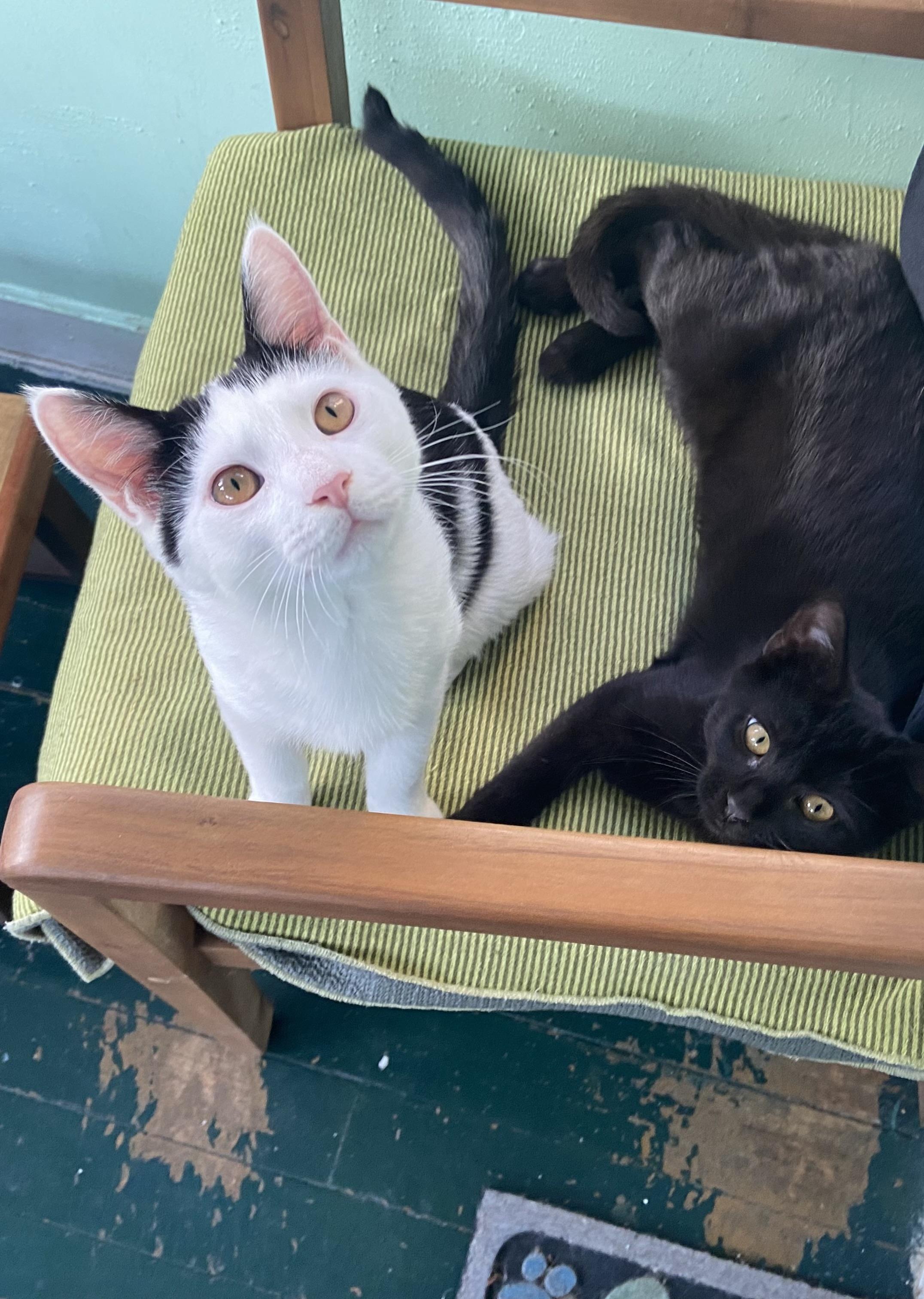 Ace, Adoptable, Kitten Male Domestic Short Hair.