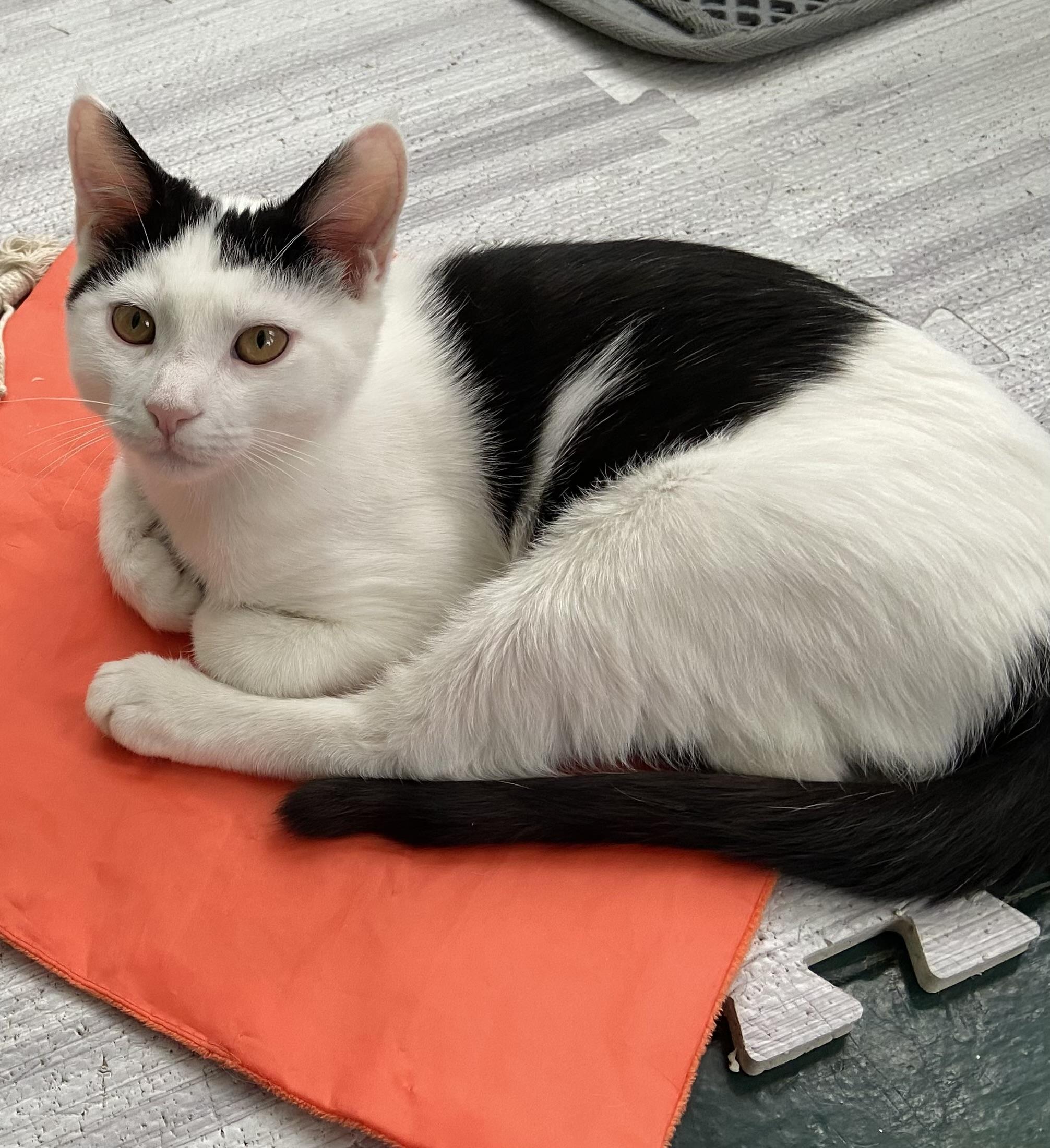 Enlarge Ace, a Adoptable Domestic Short Hair in Ardsley, NY image 4/4