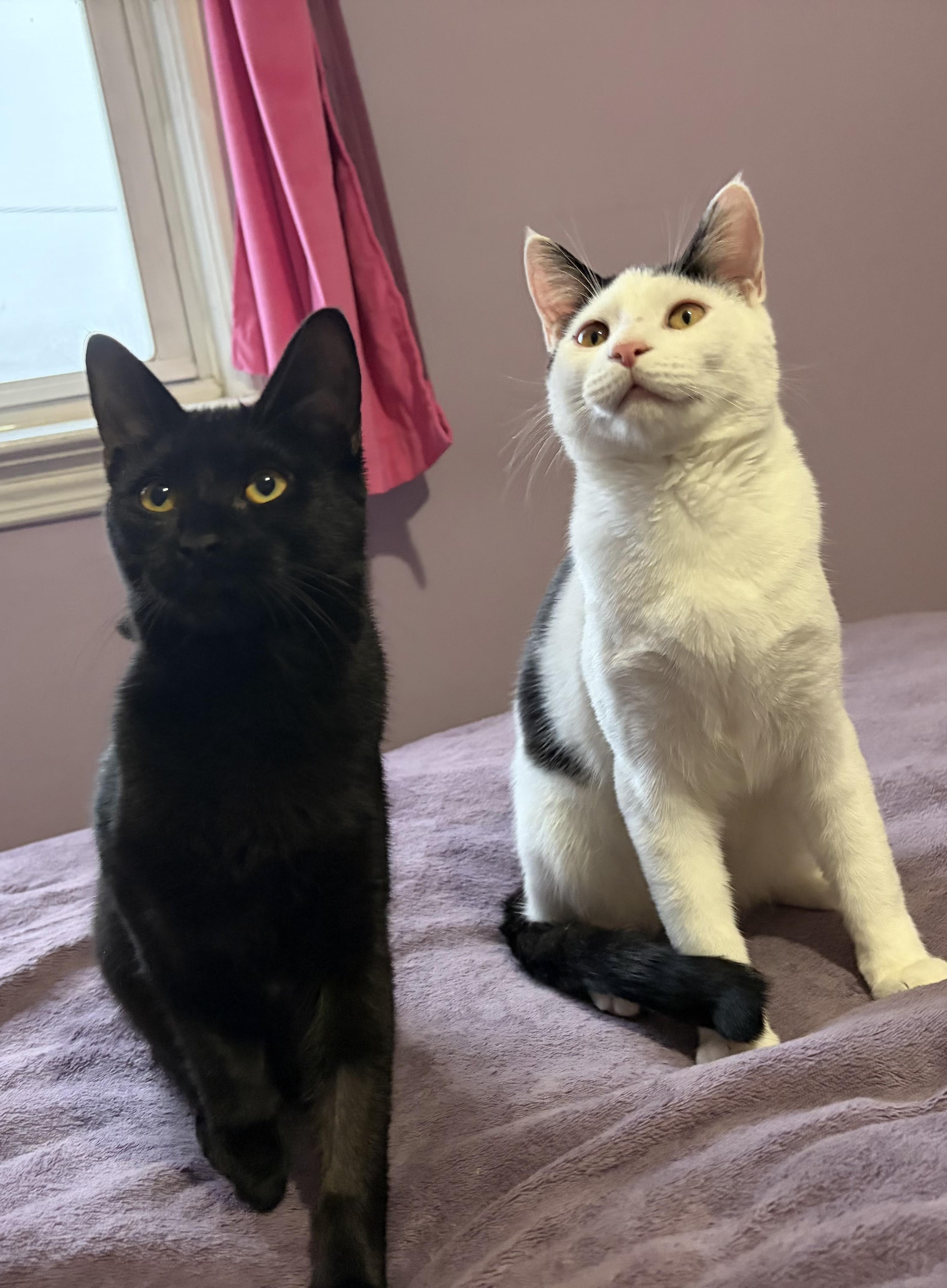 Ace, a Adoptable Domestic Short Hair in Ardsley, NY image 3/4