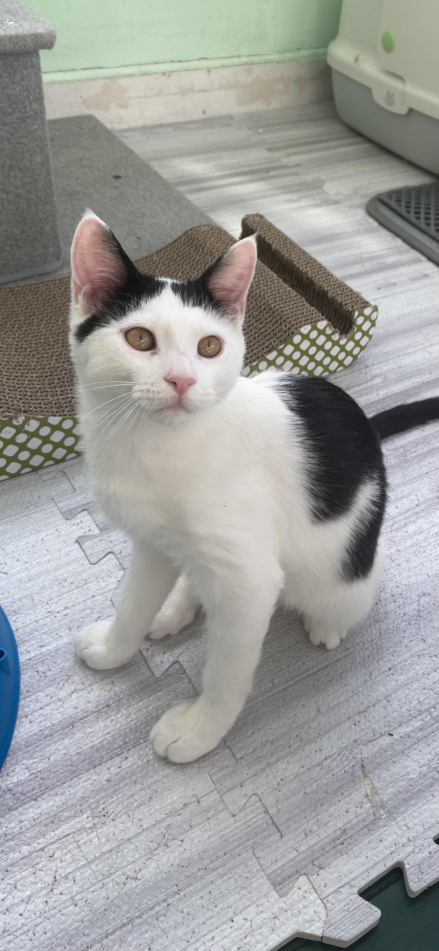 Ace, Adoptable, Kitten Male Domestic Short Hair.