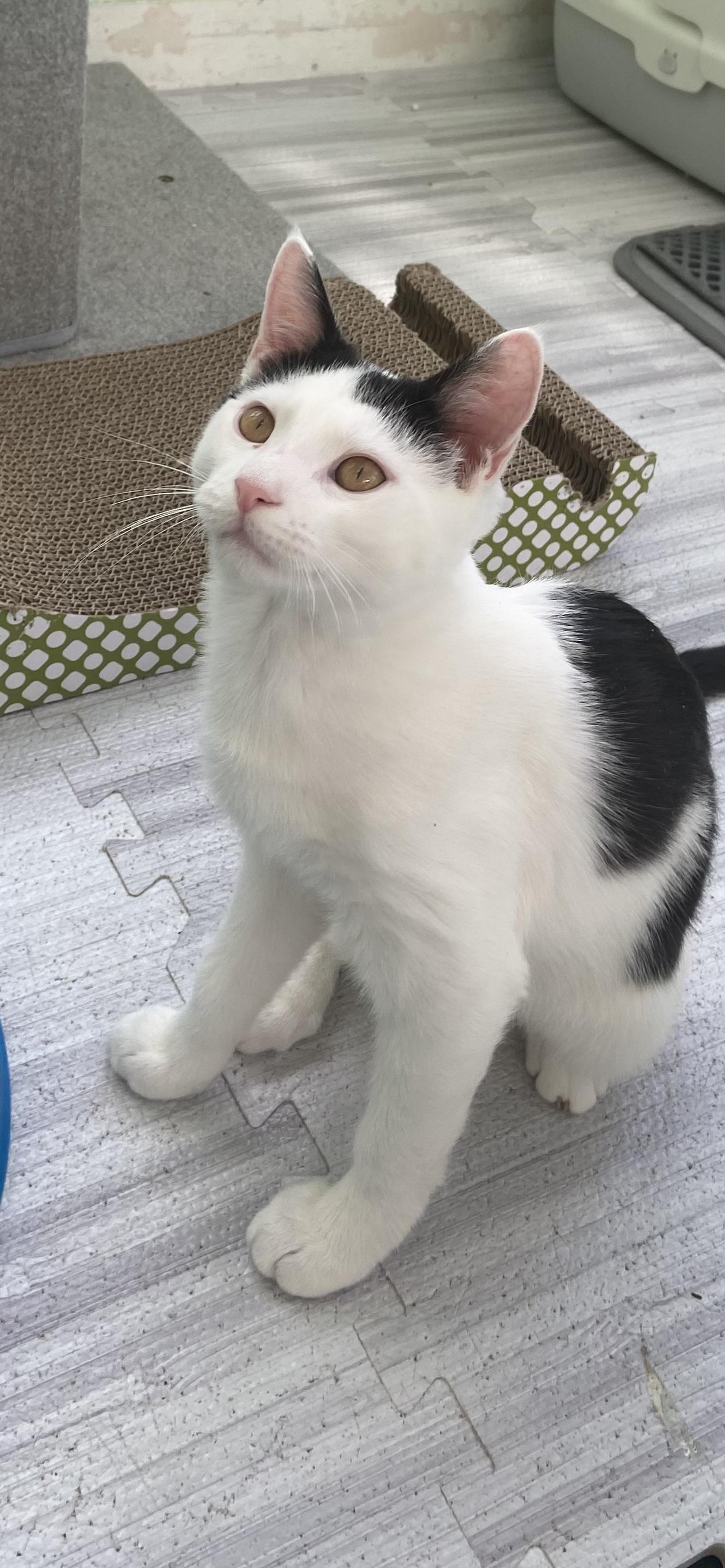 Enlarge Ace, a Adoptable Domestic Short Hair in Ardsley, NY image 2/2