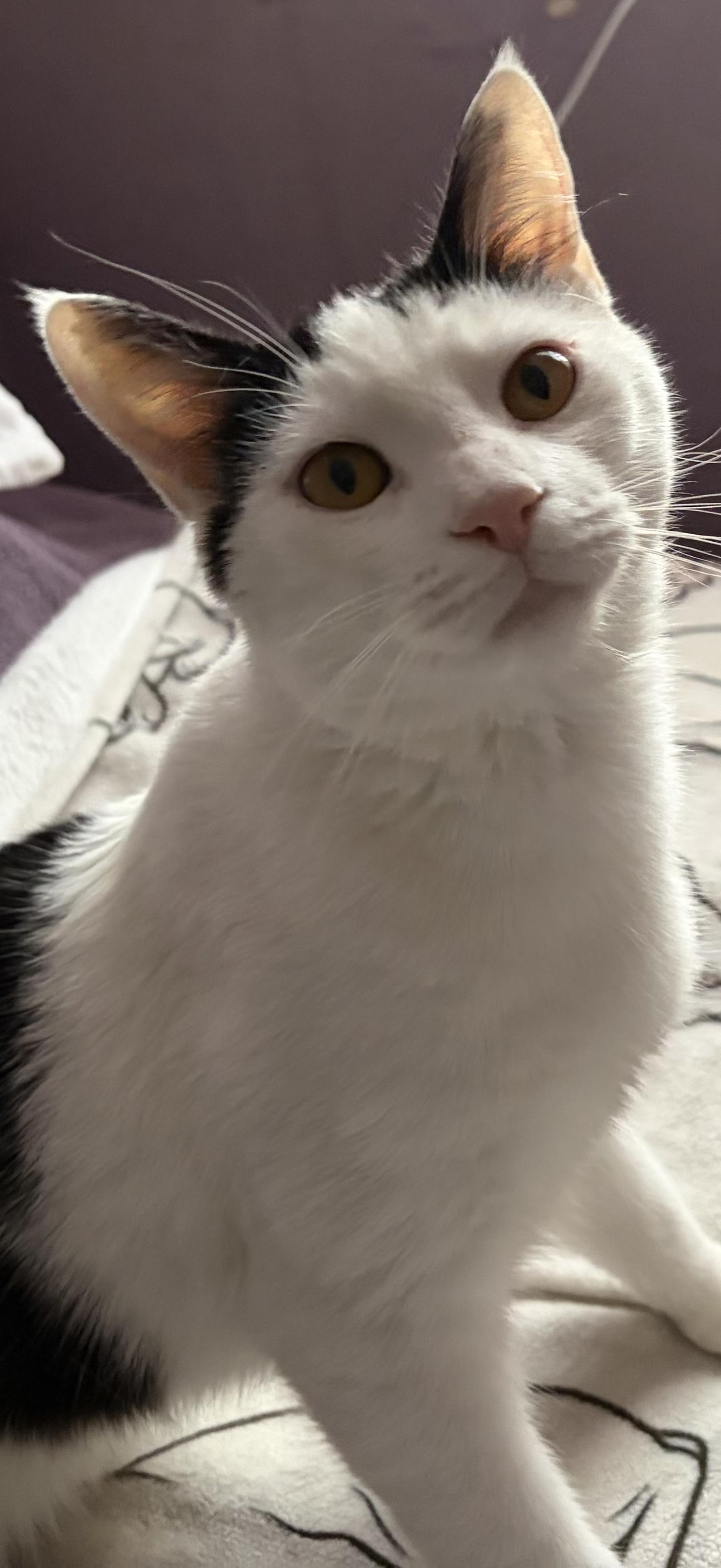 Ace, a Adoptable Domestic Short Hair in Ardsley, NY image 2/2