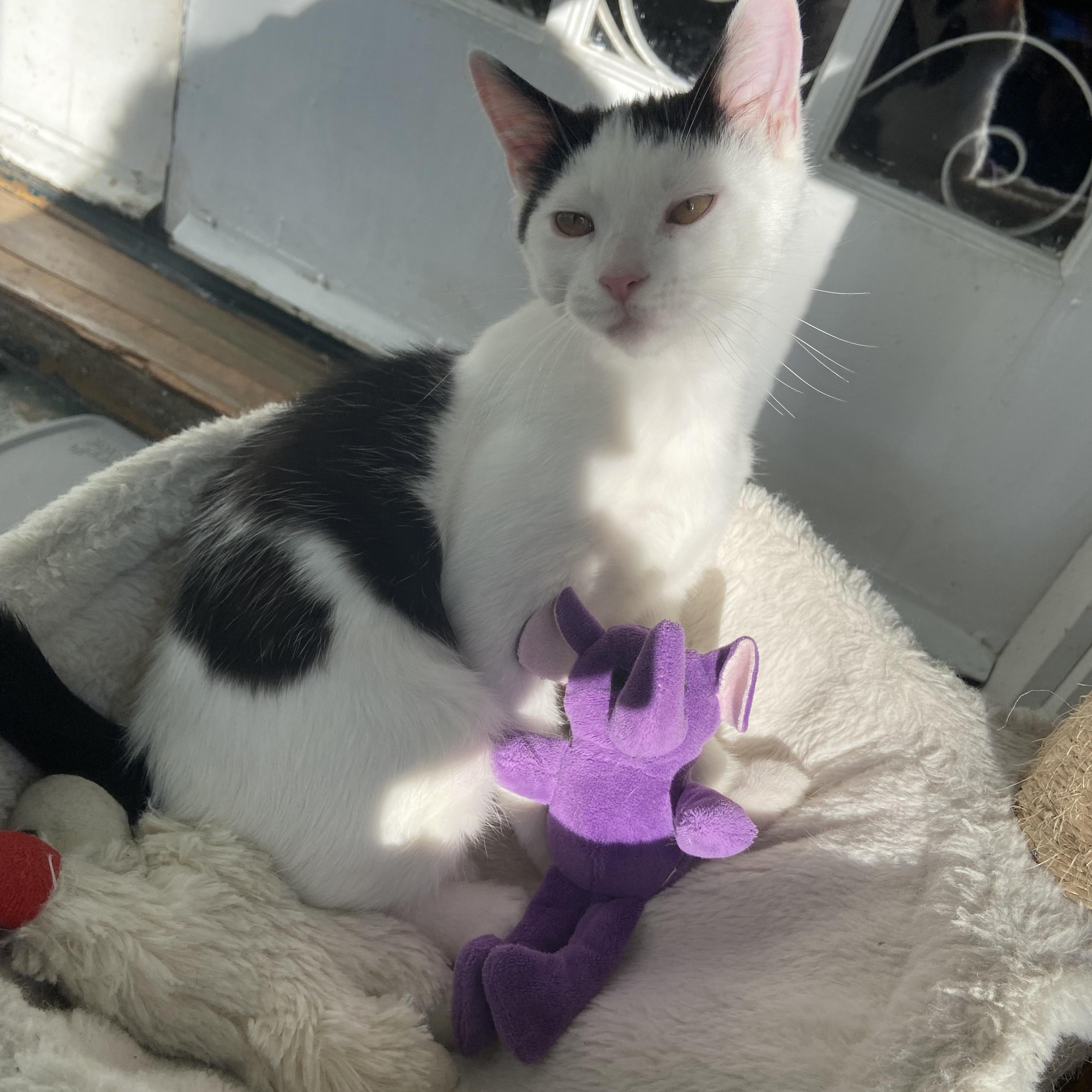 Ace, Adoptable, Kitten Male Domestic Short Hair.