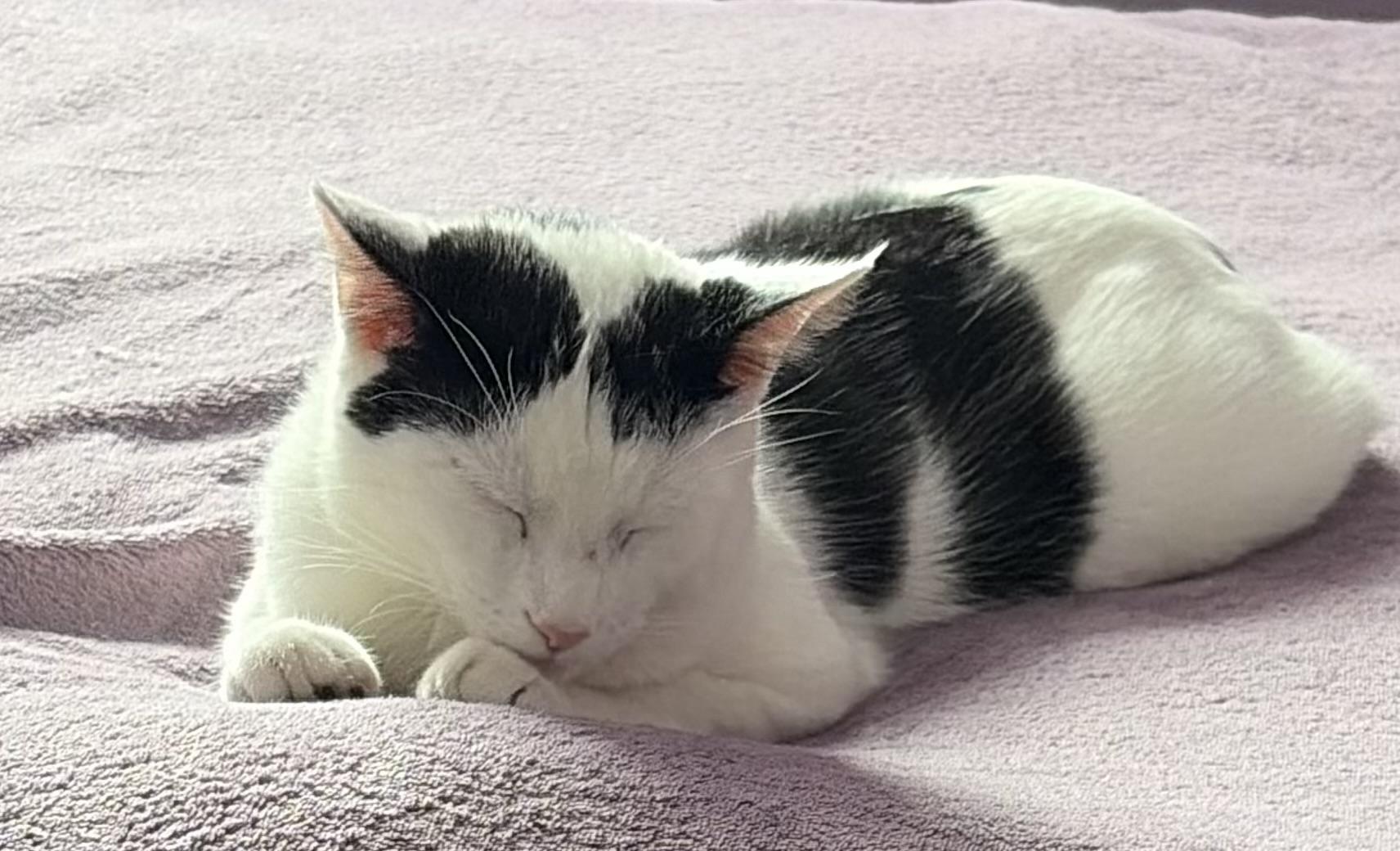 Ace, a Adoptable Domestic Short Hair in Ardsley, NY image 2/4