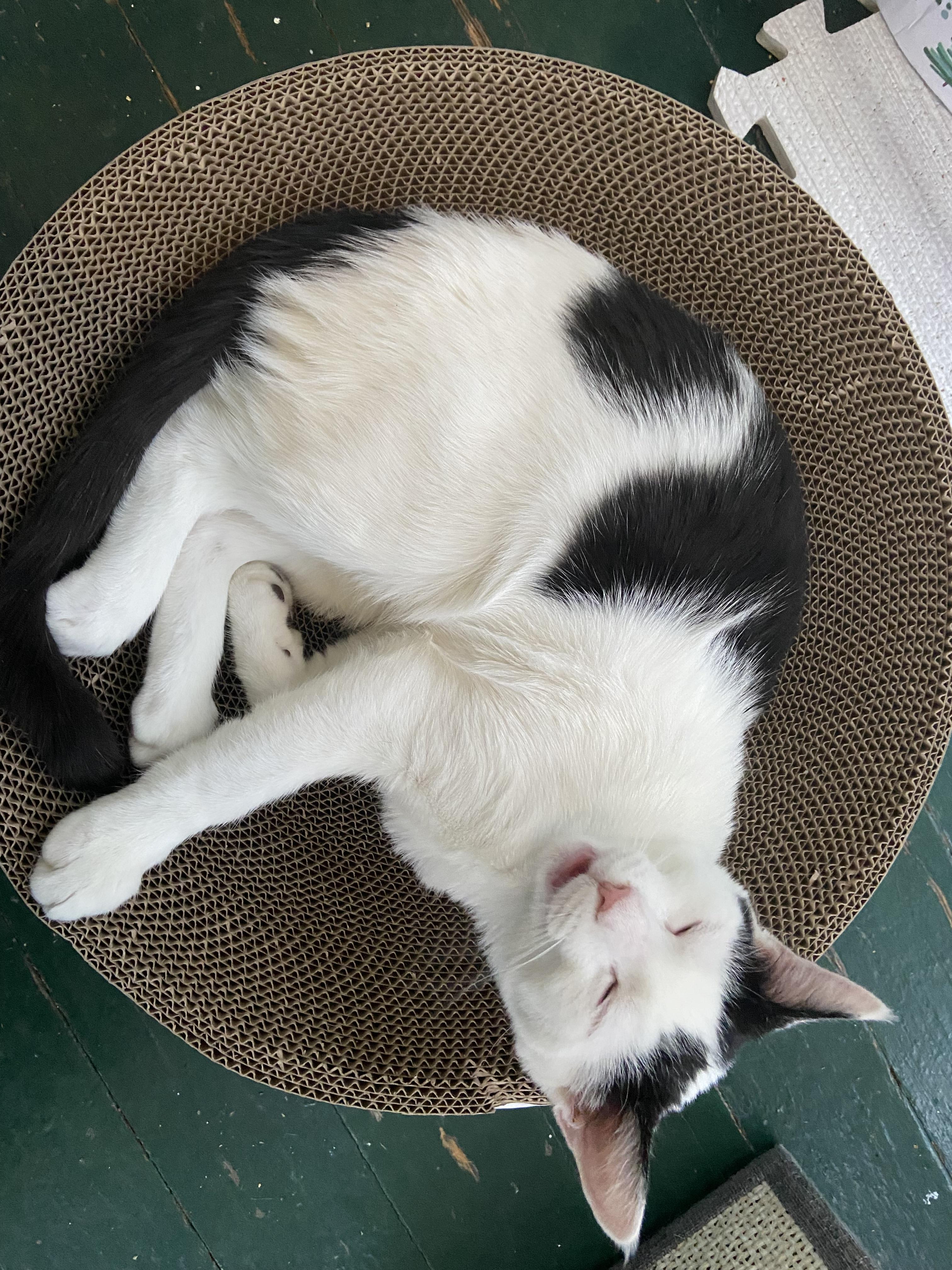 Ace, Adoptable, Kitten Male Domestic Short Hair.