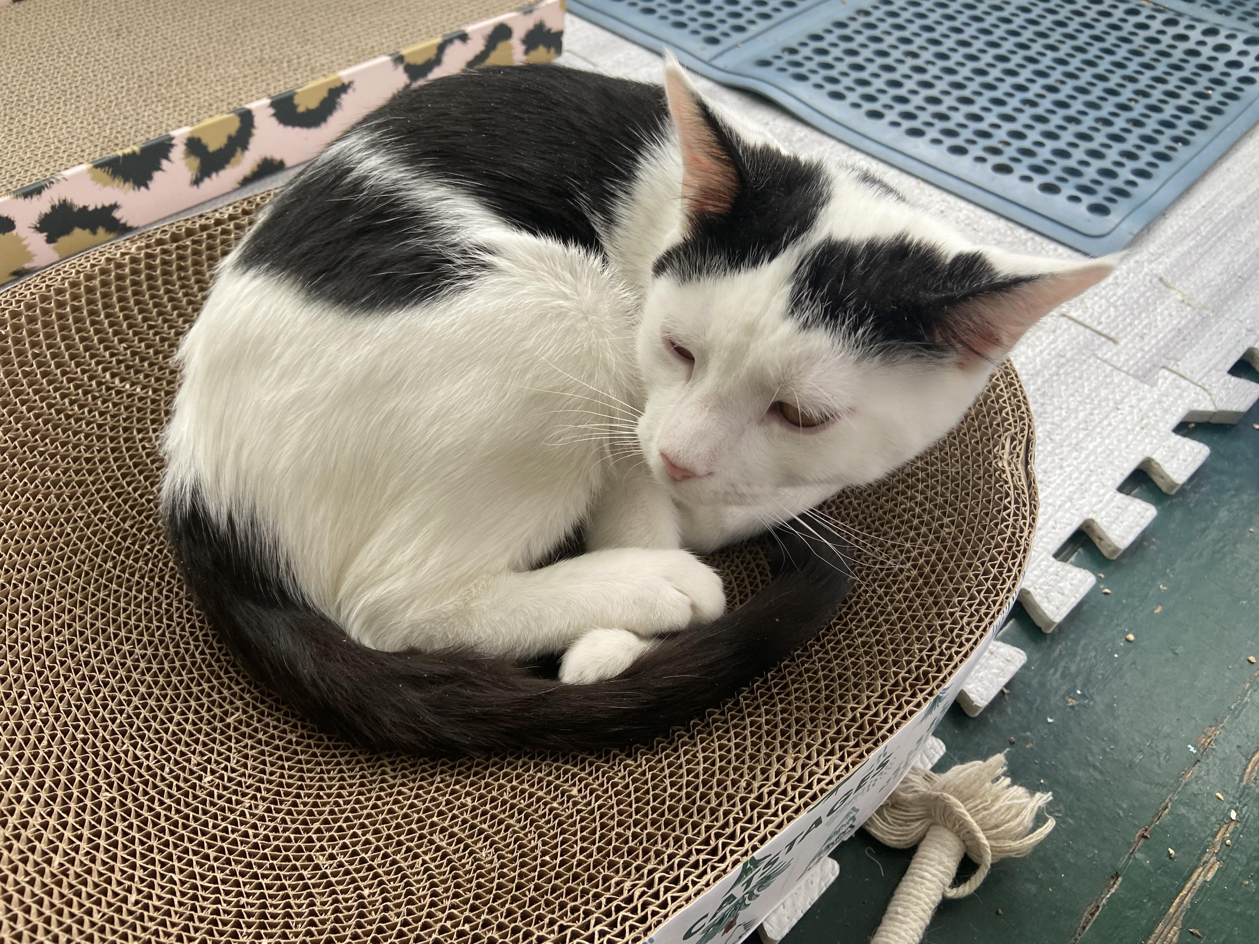 Enlarge Ace, a Adoptable Domestic Short Hair in Ardsley, NY image 2/3