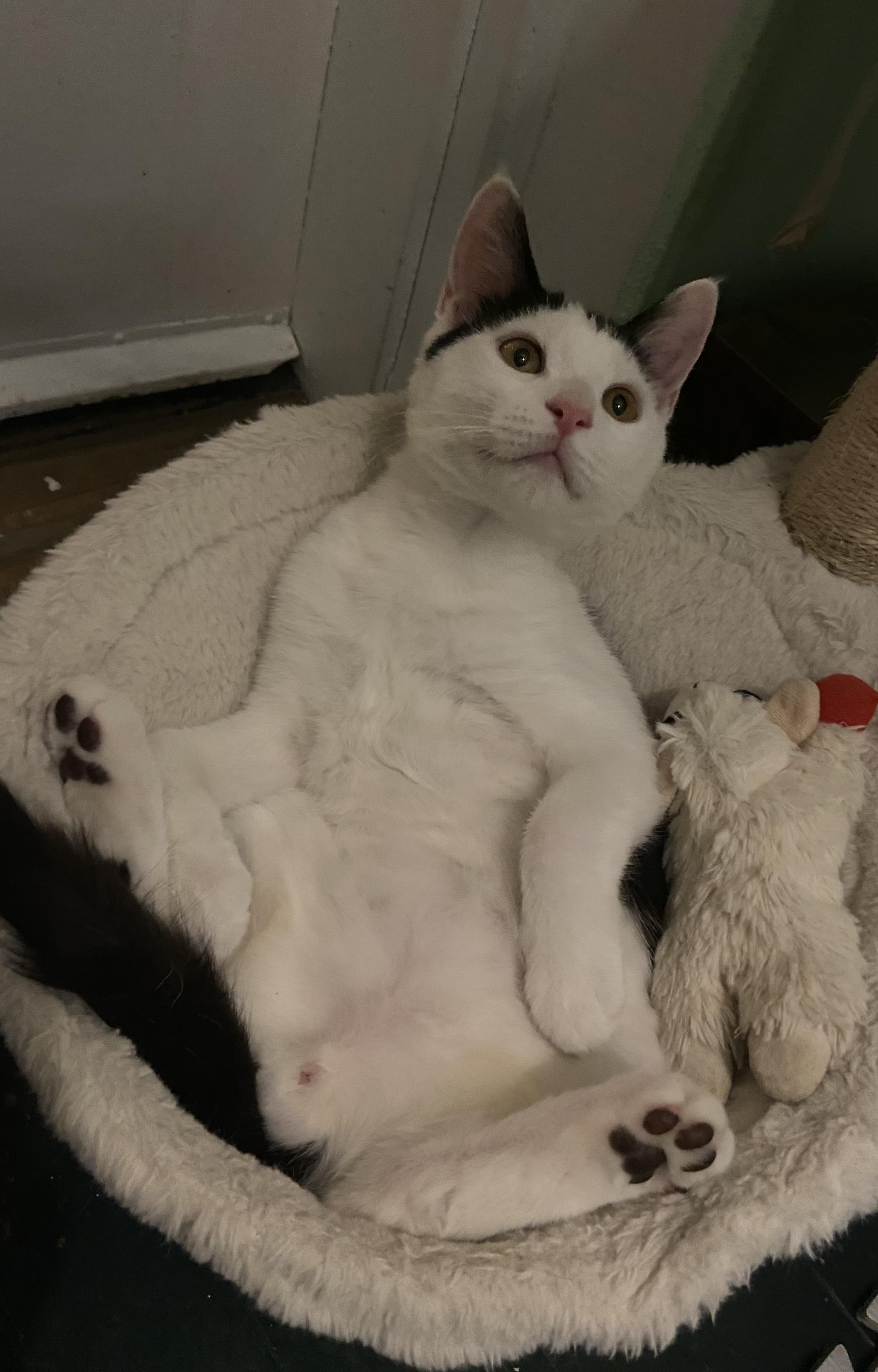 Enlarge Ace, a Adoptable Domestic Short Hair in Ardsley, NY image 3/4