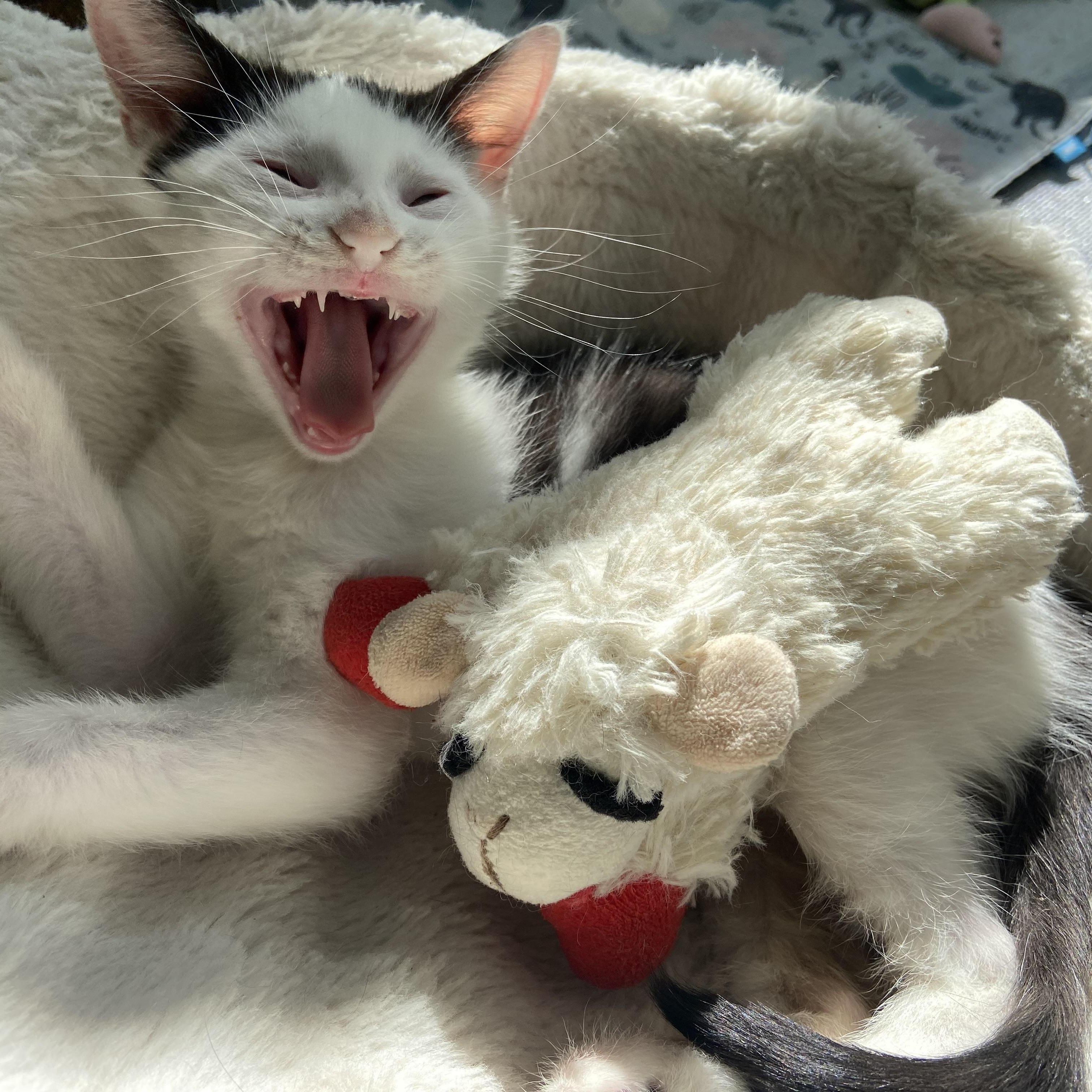 Enlarge Ace, a Adoptable Domestic Short Hair in Ardsley, NY image 2/4