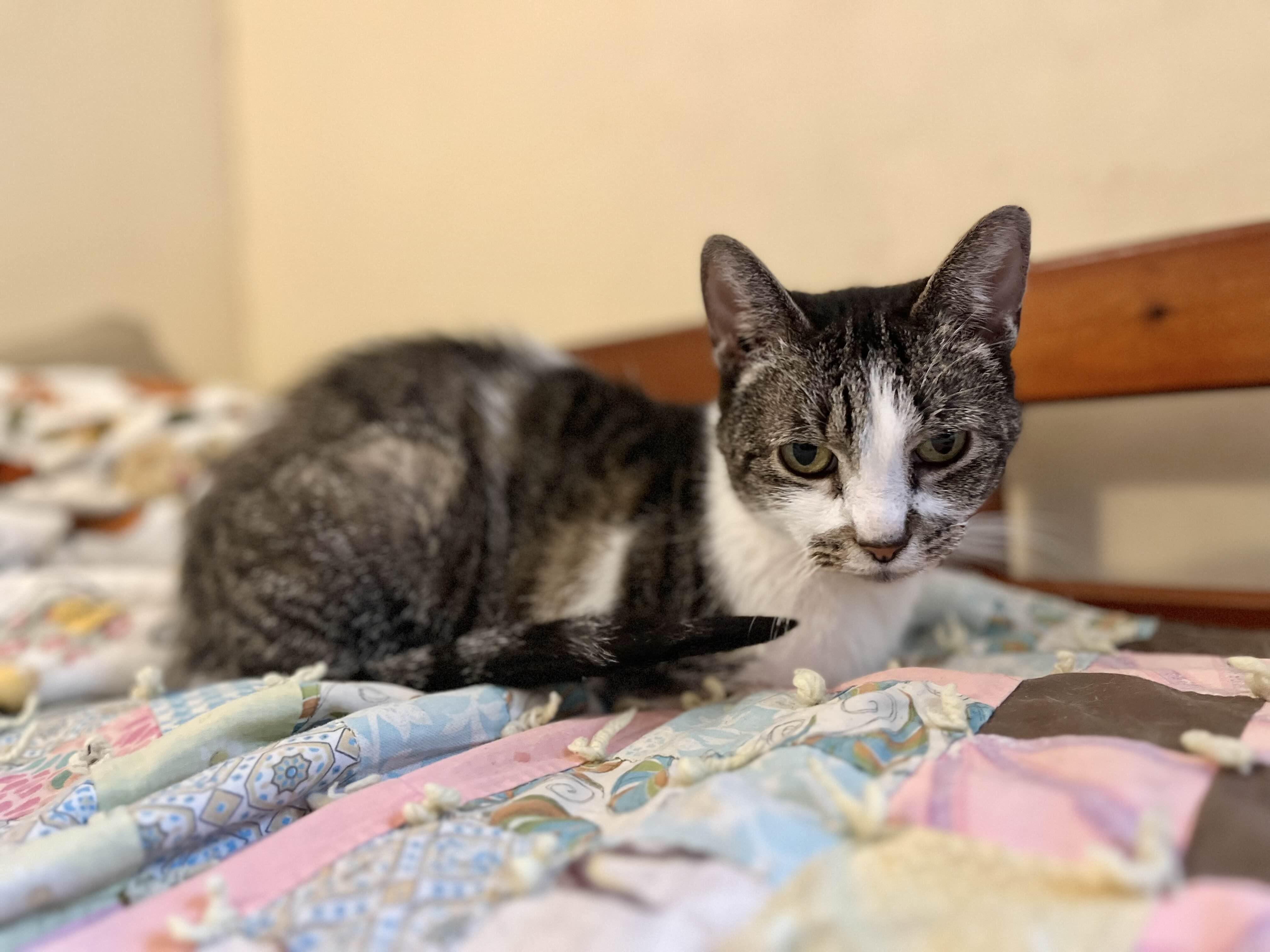 Tigerlily, a Adoptable Domestic Short Hair in Richmond, KY image 2/4