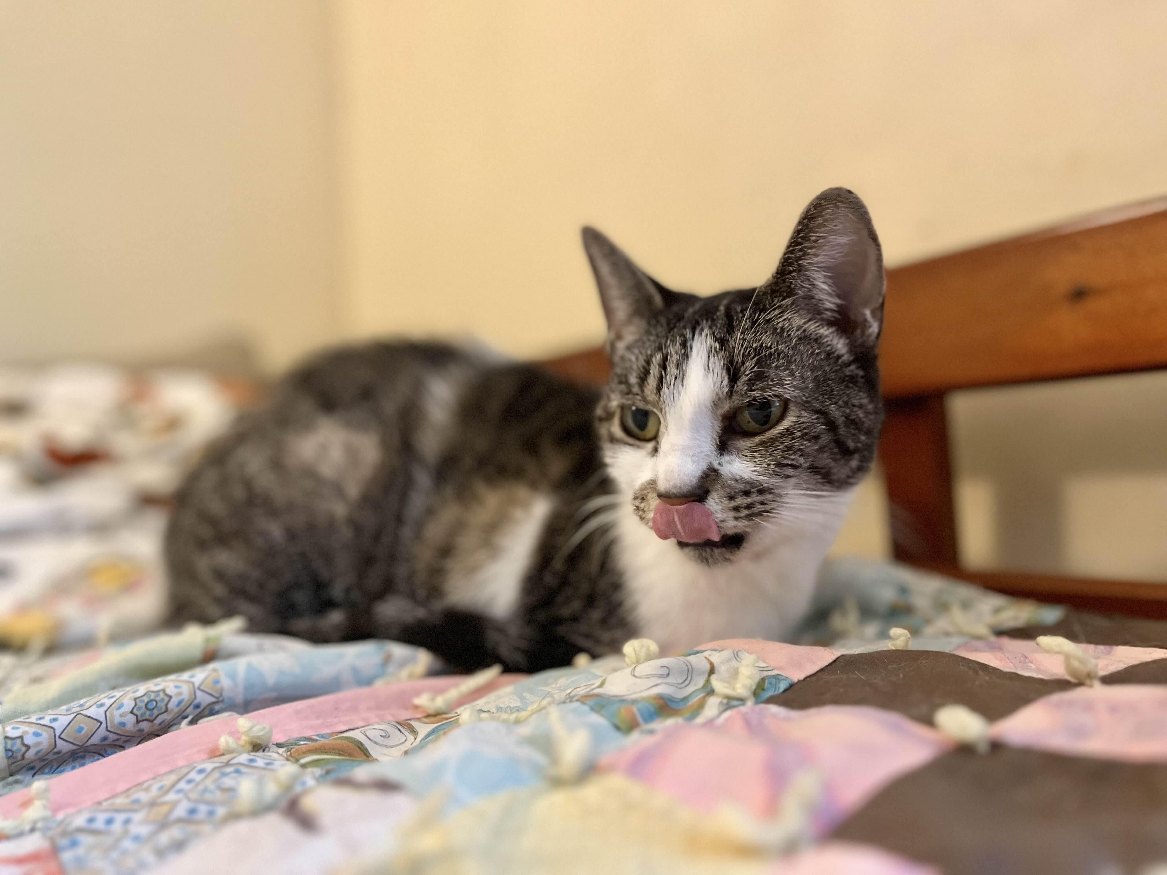 Tigerlily, a Adoptable Domestic Short Hair in Richmond, KY image 3/4